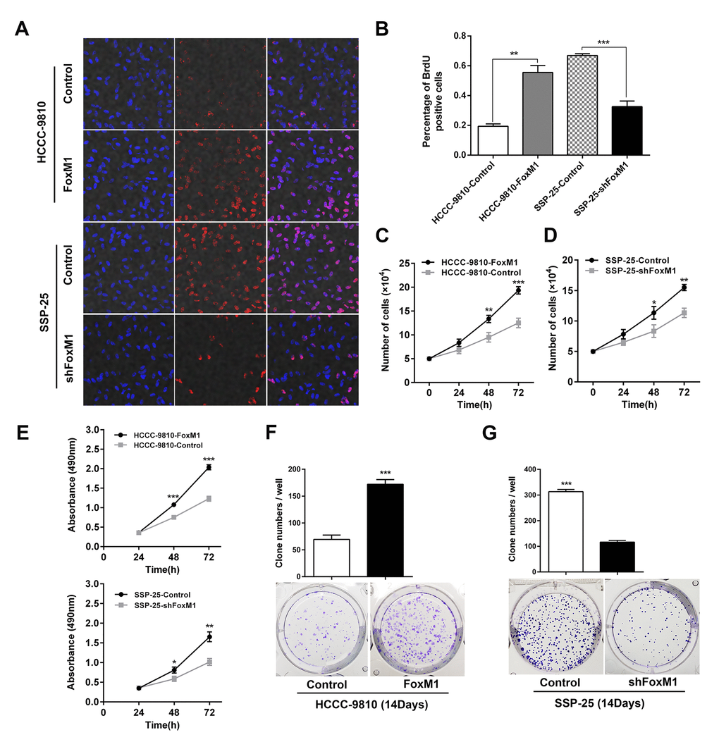 FoxM1 promoted the proliferation of ICC in vitro. The proliferative abilities of the indicated ICC cells were determined by Brdu incorporation assay (A, B), and cell number counting (C, D), MTT assays (E) and plate cloning tests (F, G, statistics are shown with a bar graph). *P **P ***P 