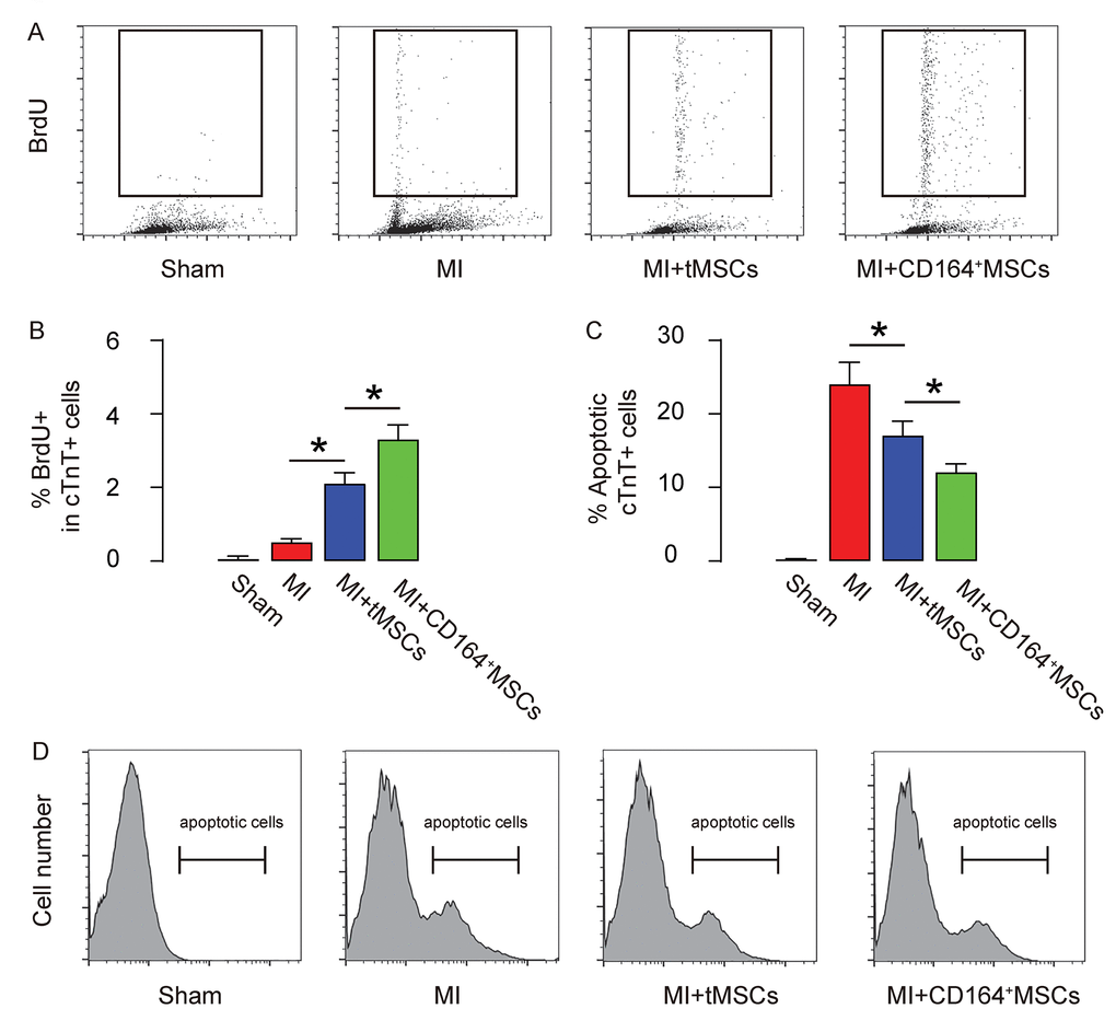 Higher CMC proliferation and less apoptosis are detected in MI-mice that receive transplantation of CD146+MSCs than those that receive tMSCs. CMCs were purified by flow cytometry based on their expression of Troponin T (cTnT). (A-B) BrdU+ CMCs were analyzed, shown by representative flow charts (A), and by quantification (B). (C-D) Apoptotic CMCs were analyzed in an Annexin V assay, shown by quantification (C), and by representative flow charts (D). *p