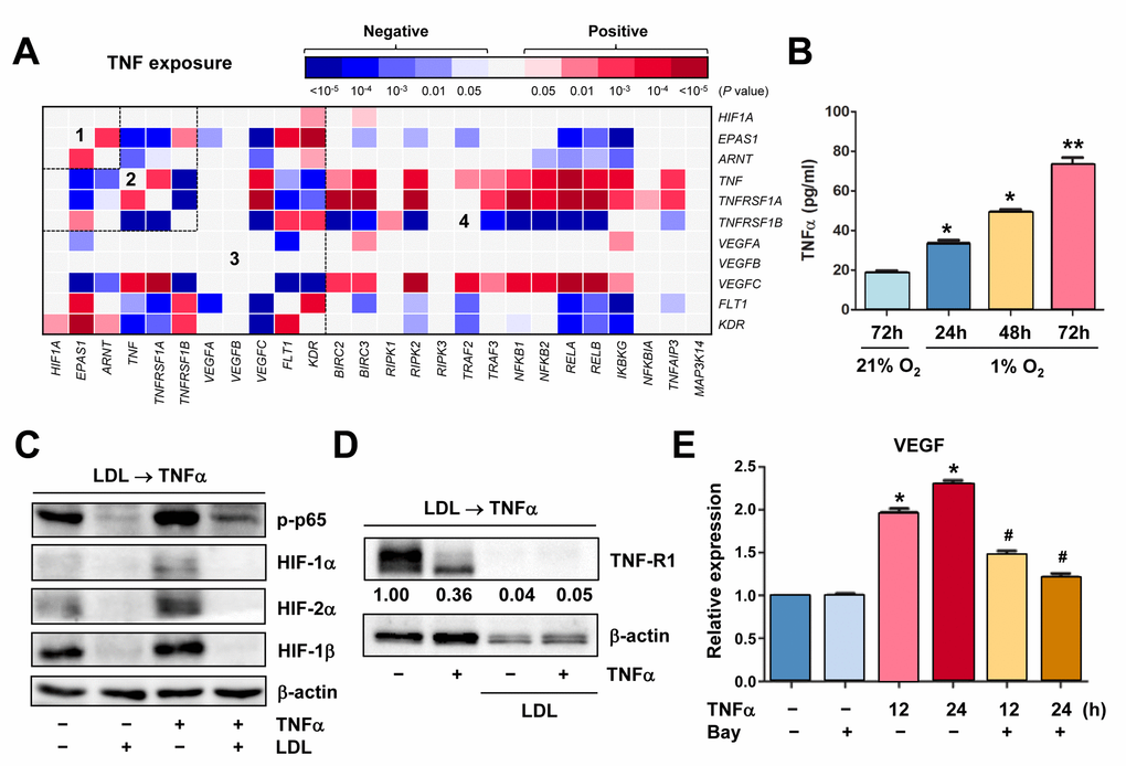 Hypoxia induces autocrine of TNFα in ECs, which in turn activates HIFs and NF-κB to produce VEGF. (A) Using the same approach as described in Figure 1A and 1B, the heatmap was generated by analyzing a dataset involving gene expression profiling (GEP) in HUVECs stimulated by TNFα (dataset, Exp HUVEC TNF-alpha - Kodama - 25 - MAS5.0 - u133p2). Numbers in the heatmaps indicate the areas (outlined by dash line) clustered for each pathway. (B) HUVECs were cultured under hypoxic (1% O2) or normoxic (21% O2) condition as described in Figure 2C, an ELISA assay was performed to determine absolute amount of TNFα (pg/ml) in medium harvested at the indicated intervals. Values represent the means ± SD for at least three independent experiments performed in triplicate. *P P 2). (C, D) HUVECs were pre-treated with LDL (100 μg/ml) for 48 hrs, followed by TNFα (50 ng/ml) for additional intervals as below, after which Western blot analysis was performed to monitor S536 phosphorylation of NF-κB p65 (5 min) and expression of HIFs (C, 4 hrs) and TNF-R1 (D, 4 hrs). Blots for TNF-R1 were densitometrically quantified by using ImageJ software. Values indicate fold change after normalization to β-actin. (E) After pre-treated with the IKK inhibitor Bay 11-7082 (10 μM) for 4 hrs, HUVECs were exposed to TNFα (50 ng/ml) for additional 24 hrs. Real-time PCR analysis was then performed to determine expression of VEGF in ECs the indicated intervals. Values represent the means ± SD for at least three independent experiments performed in triplicate. *P #P 