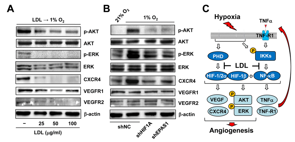 LDL-mediated impairment of hypoxia-induced angiogenesis involves a broad spectrum of HIF-dependent signaling pathways. (A) HUVECs were exposed to indicated concentrations of LDL (25 - 100 μg/ml) for 48 hrs, and then cultured under hypoxic (1% O2) condition for additional 48 hrs. (B) HUVECs with shRNA knockdown of HIF-1α or HIF-2α were exposed to 1% O2 (21% O2 as normoxia control) for 24 hrs. After treatment, Western blot analysis was performed to monitor phosphorylation of AKT (S473), ERK1/2 (T202/Y204), CXCR4, VEGFR1, and VEGFR2. Blots were reprobed for β-actin as loading control. (C) A schematic diagram for the mechanism by which hypoxia induces angiogenesis via an autocrine loop of TNFα and resulting activation of the self-regulatory TNFα/NF-κB/HIF/VEGF signaling network in ECs, as well as the potential mechanism of action for anti-angiogenic property of LDL by which a) LDL might impair the autocrine loop of TNFα via down-regulation of its receptor TNF-R1, rather than TNFα itself; and b) LDL disrupts the TNFα-NF-κB-HIF-VEGF signaling cascade via down-regulation of multiple key components of both canonical and non-canonical NF-κB pathways.