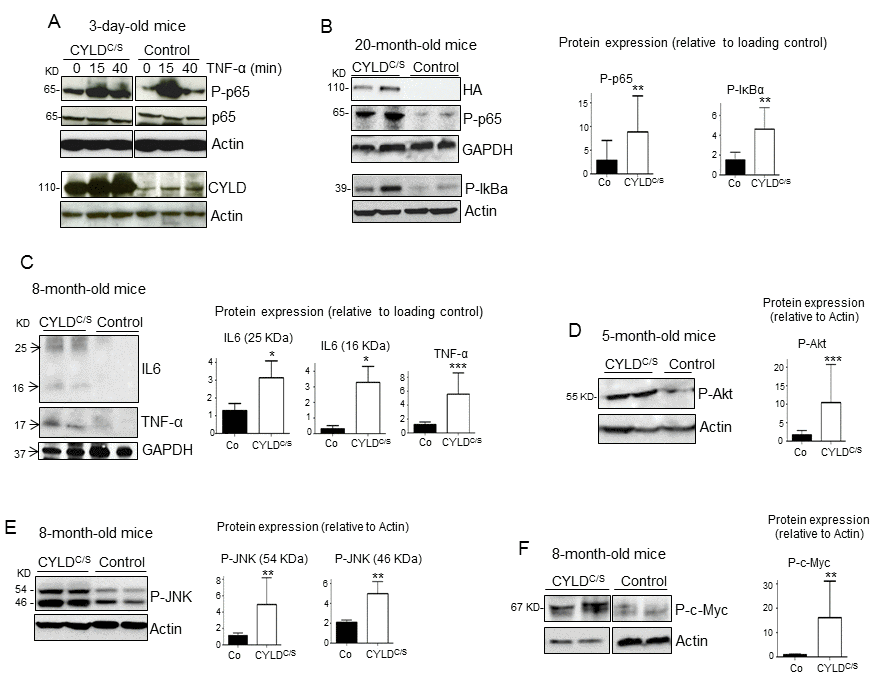 Overactivation of the NF-κB, and other pro-aging pathways, along with increased IL6 and TNF-α expression in the skin of the K5-CYLDC/S mice. (A) p65 and IκBα phosphorylation kinetics in the back skin of 3-day-old Control and transgenic mice treated with TNF-α for the indicated times. (B) WB showing over-activation of the classical NF-κB signaling pathway (P-p65 and P-IκBα) in the skin of 20-month-old transgenic mice. (C) Increased expression of the inflammatory cytokines TNF-α and IL6 in the skin of the K5-CYLDC/S mice. (D-F) WB showing the hyperactivation (phosphorylation) of Akt (D), JNK (E) and c-Myc (F) in the skin of adult K5-CYLDC/S mice. Graphic representations of the densitometric analysis of western blots corresponding to extracts from 5-7 animals of each genotype are shown. Mann-Whitney U test was used for statistical analysis. (*p