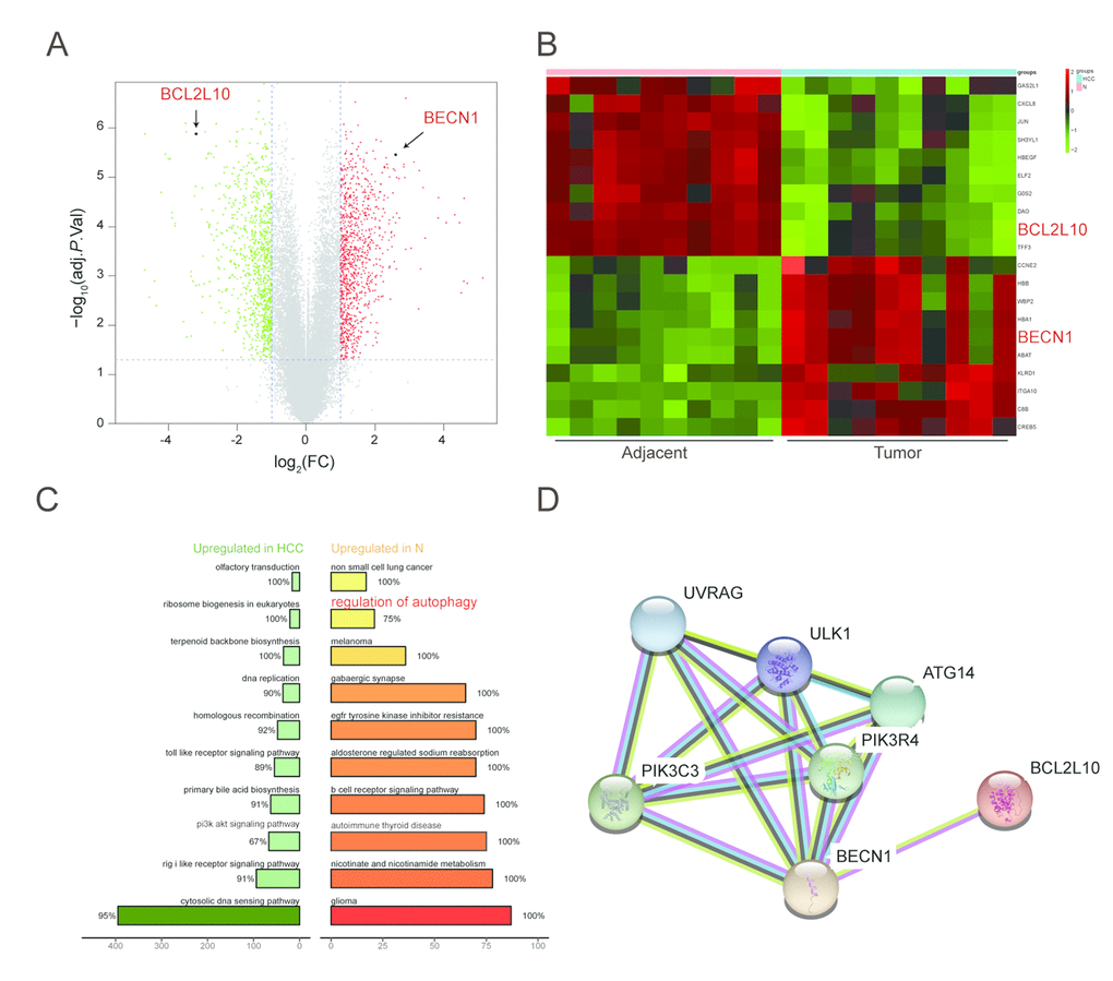 Function annotations for BCL2L10 /BECN1 in HCC. (A-B) Hierarchical cluster analysis of the 10 most up and down regulated mRNAs. In the heat maps, green represents genes that are down-regulated whereas red represents genes that are up-regulated. (C) Plot of ten most enriched KEGG pathways in HCC. Pathways are ordered by normalized enrichment score (NES). Percentage beside the bar indicates the proportion of differential genes in pathway gene set. (D) STRING co-expression network for BCL2L10/ BECN1 and their related signaling pathways.