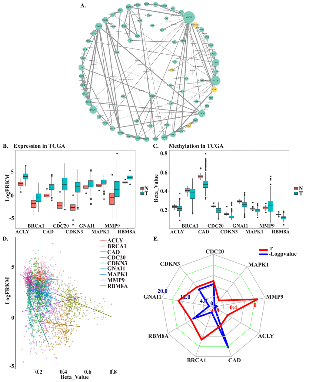 Screening and verifying hub MDEGs. (A) Protein-protein interaction network of MDEGs. Green dot represents hypo methylation-high expression gene. Yellow dot represents hyper methylation- low expression. The size of dot was decided by the connection degree of gene and the width of line between genes was decided by connectivity between two genes. (B) Expression of hub genes in TCGA. (C) Methylation of hub genes in TCGA. Beta-Value represents ratio of methylation. T represents tumor tissue, N represents normal tissue. (D) Correlation of expression and methylation of hub genes. (E) Radar map of hub genes correlation. Red line represents r and blue line represents -Logpvalue.