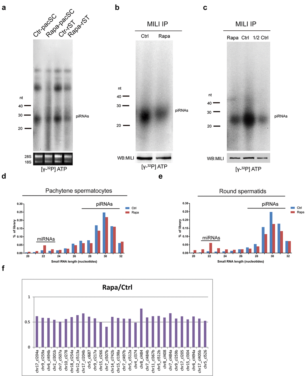 Chronic rapamycin treatment decreases piRNAs in mouse testes. (a) Reduction of piRNAs in isolated pachytene spermatocytes and round spermatids from adult rapamycin-treated mice. Levels of 18S and 28S ribosomal RNAs were used as a loading control. (b) Immunoprecipitation (IP) of MILI-associated piRNAs from control and rapamycin-treated testis followed by 32P-end-labeling. MILI protein levels were determined by western blotting. (c) MILI-IP complexes from control testes lysate in (b) were diluted (1:2). (d, e) Length distribution in total small RNA libraries generated from isolated pachytene spermatocytes (d) and round spermatids (e). (f) Levels of cluster-derived small RNA reads (24-32nt) in rapamycin-treated relative to control round spermatids. Reads were mapped to pachytene piRNA clusters and the top 30 piRNA clusters producing the largest amounts of piRNAs are shown.