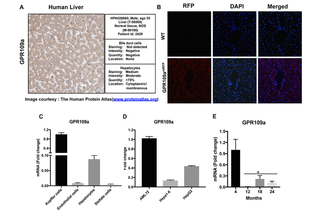 GPR109A is expressed in Hepatocytes. (A) An image of human liver section obtained from the Human protein atlas (www.proteinatlas.org) shows moderate immunoreactivity for GPR109A in hepatocytes. (B) Immunofluorescence staining of liver sections from WT and Gpr109amRFP mice using anti-RFPtag antibody confirm receptor expression in liver. (C) GPR109A mRNA expression in different cell populations isolated from mouse liver was evaluated by qPCR assay. (D) GPR109A mRNA expression in different hepatocyte cell lines of mouse and human origin was evaluated by qPCR assay. (E) GPR109A mRNA expression in liver of 4, 12, 18 and 24-month-old WT mice. Data are presented as mean ± S.E.M for (n=3-6). *p