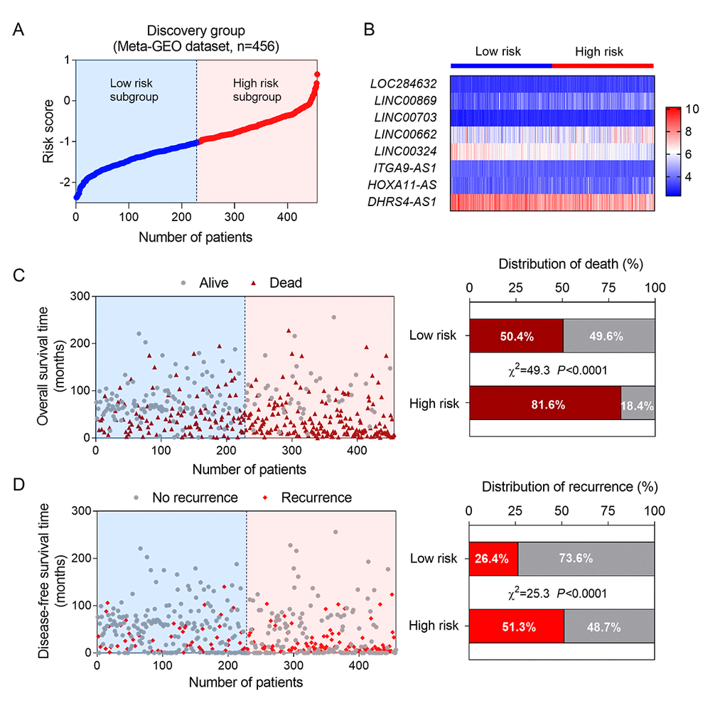 Construction of a lncRNA-based risk score model in the training group. (A) The eight lncRNA-based risk score distribution; (B) Heatmap of the eight-lncRNA expression profiles in the high-risk and low-risk subgroups for the training set.; (C) The eight-lncRNA-based risk score distribution for patient survival status (left); the percentage of patient survival status and recurrence in the high-risk and low-risk subgroups of the training set (right); (D) The eight-lncRNA-based risk score distribution for patient recurrence (left); the percentage of patient recurrence in the high-risk and low-risk subgroups of the training set (right).