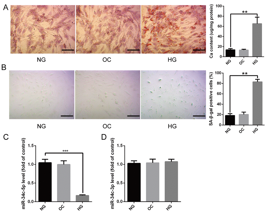 The expression of miR-34c-5p in HG-induced HA-VSMCs