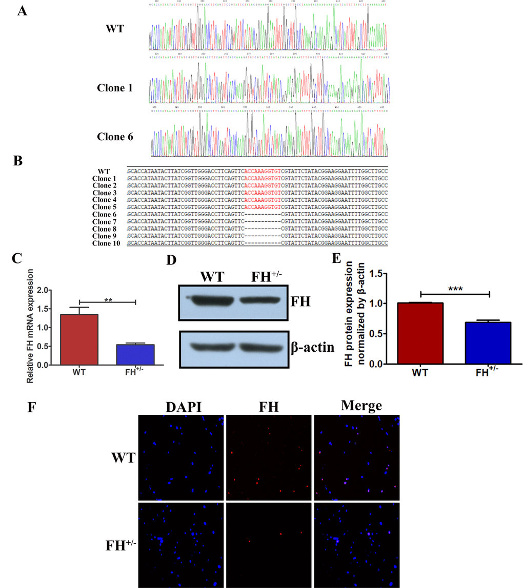 Reduced FH gene and protein expression in FH+/– cells