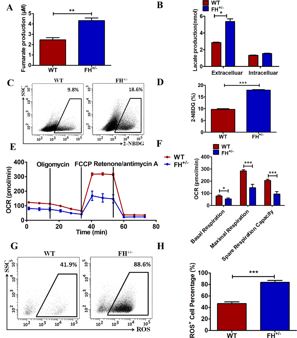 Metabolic reprogramming of the FH+/– cells