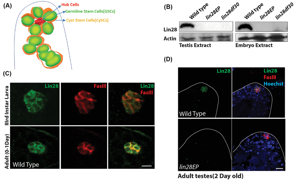 Expression of Lin28 in Drosophila testis. (A) A cartoon depicting the Drosophila testis tip, showing the location of hub cells, germline stem cells (GSCs) and cyst stem cells (CySCs). (B) Western blot showing levels of Lin28 in testis (left) and embryo extracts (right). Lin28 protein is not detectable in lin28 mutants. (C) Comparison of expression of Lin28 in 3rd larva (up) and young 0-1 Day old adult testis (down). Lin28 is specific to the hub cells. Testis were stained with antibodies specific to Lin28 (green) and hub cell marker FasIII (red). Scale 10µm. (D) Adult testis stained with antibodies specific to Lin28 (green), FasIII (red) and Hoechst (blue) in wild-type (top) and lin28 mutant (bottom), notice Lin28 expression is abolished in the lin28 mutant.