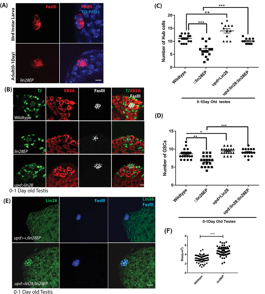 Phenotypes of lin28 mutants and overexpression of Lin28. (A) Comparison of the hub cells in 3rd larva (top) and young adult testis (bottom) stained with FasIII (red) and TO-PRO3 (Blue) showing defect in hub cell morphology in lin28 mutant. Scale 10µm. (B) Young adult testis stained with Traffic Jam (TJ), Vasa and FasIII. The number of hub cells is decreased in lin28 mutant testis. Hub cells are increased in Lin28 overexpressed testis. Scale 10µm. (C) Graph depicting the number of hub cells in 0-1Day old wildtype, lin28 mutant and overexpression of Lin28 along with the rescue of mutant testes by hub specific overexpression of Lin28. ** denotes PTable S1). (D) Number of GSCs in 0-1-day old wildtype, lin28 mutant and overexpressed Lin28 testis, along with rescue of mutant testes by hub specific expression of Lin28. *, **, *** denotes PTable S1). (E) Adult rescued testis showing the expression of Lin28 and FasIII. Lin28 was over expressed in lin28 mutant background (upd-GAL4/+: UAS-lin28/+: lin28Ep915/lin28Ep915), which could rescue the mutant phenotype of lin28 mutant testes (see Table S1). (F) The significant increase in the cell size in lin28 mutant, compared to hub cells in wildtype testes. Scale bar 10µm.