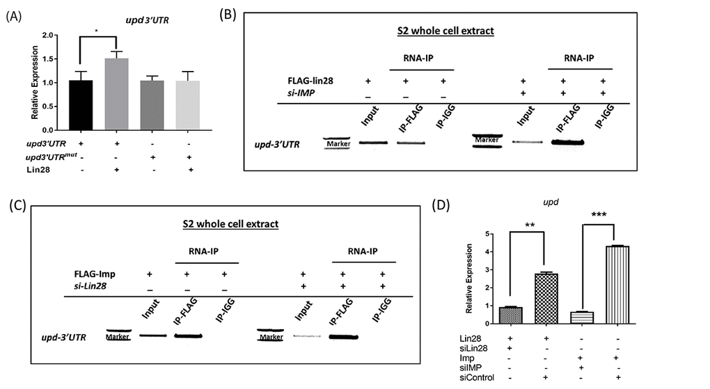 Lin28 and IMP associate with upd RNAs. (A) qRT-PCR showing the relative levels of Luc-Upd3’UTR reporters in cells co-transfected in the presence and absence of Lin28, showing increased Luc-Upd reporter expression in presence of lin28. Site directed mutagenesis of the Lin28 binding GGAGA motif abolishes the stabilization induced by Lin28 expression. (B and C) RNA-immunoprecipitation performed on S2 cells transfected with HA-tagged Lin28 and Flag-tagged IMP. Immunoprecipitation followed by RT-PCR detects that IMP and Lin28 immunoprecipitants contain upd RNAs. Depletion of either Lin28 or IMP does not affect RNA binding of the other protein. (D) Quantification of RNA-immunoprecipitation. siControl: scrambled siRNA. * denotes P