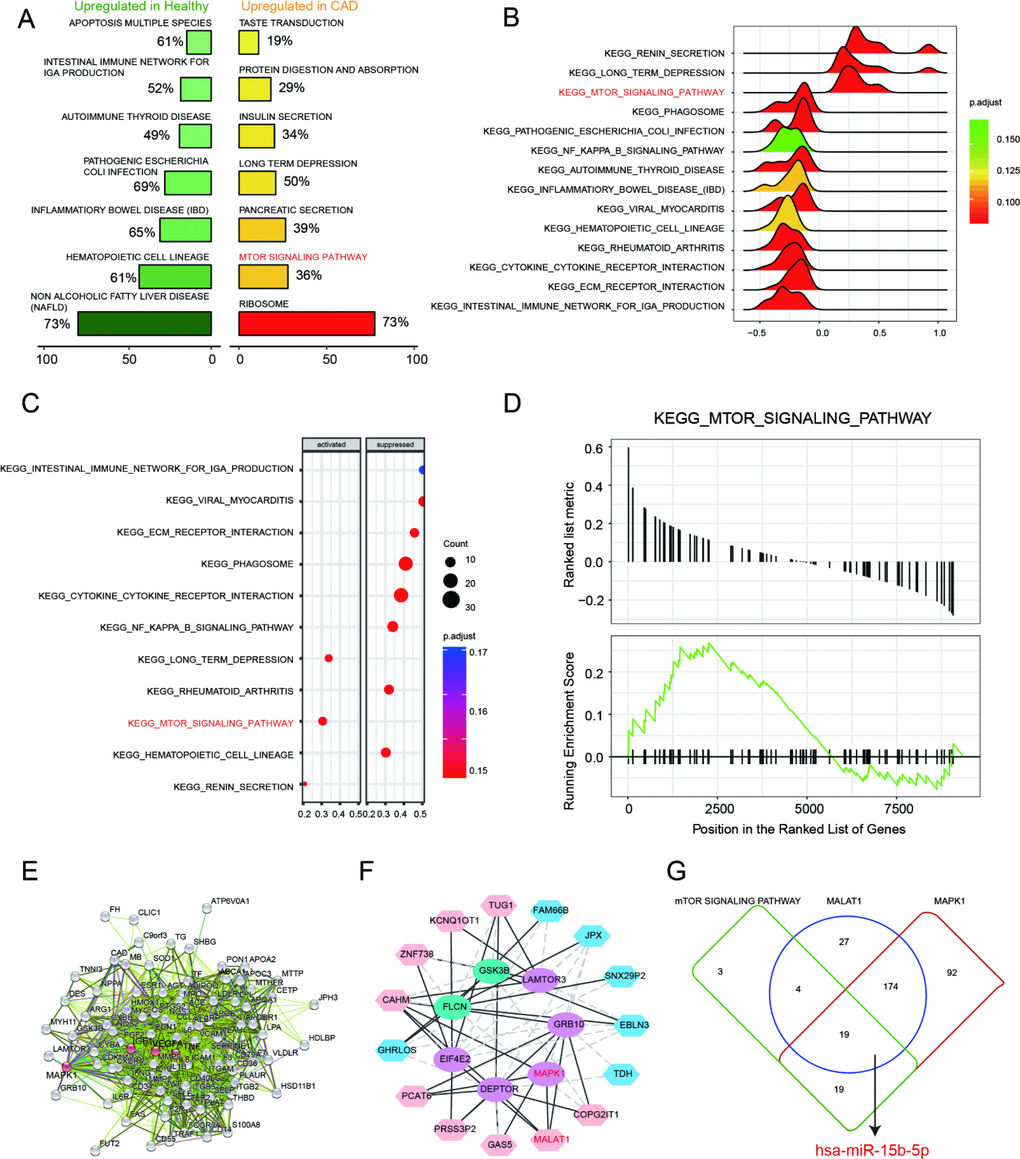 mTOR signaling pathway and MALAT1/miR-15b-5p/MAPK1 axis in CAD. (A) Seven most distinctively activated KEGG pathways in healthy and CAD blood samples. (B–C) Dotplot and joyplot suggested the distributions of some KEGG pathways gene sets in all differential genes. (D) GSEA enrichment plot shows most related genes of mTOR signaling pathway are discovered in the region where genes are overexpressed in CAD. (E) Networks for CAD related mRNAs and the red ranked mRNAs are in KEGG