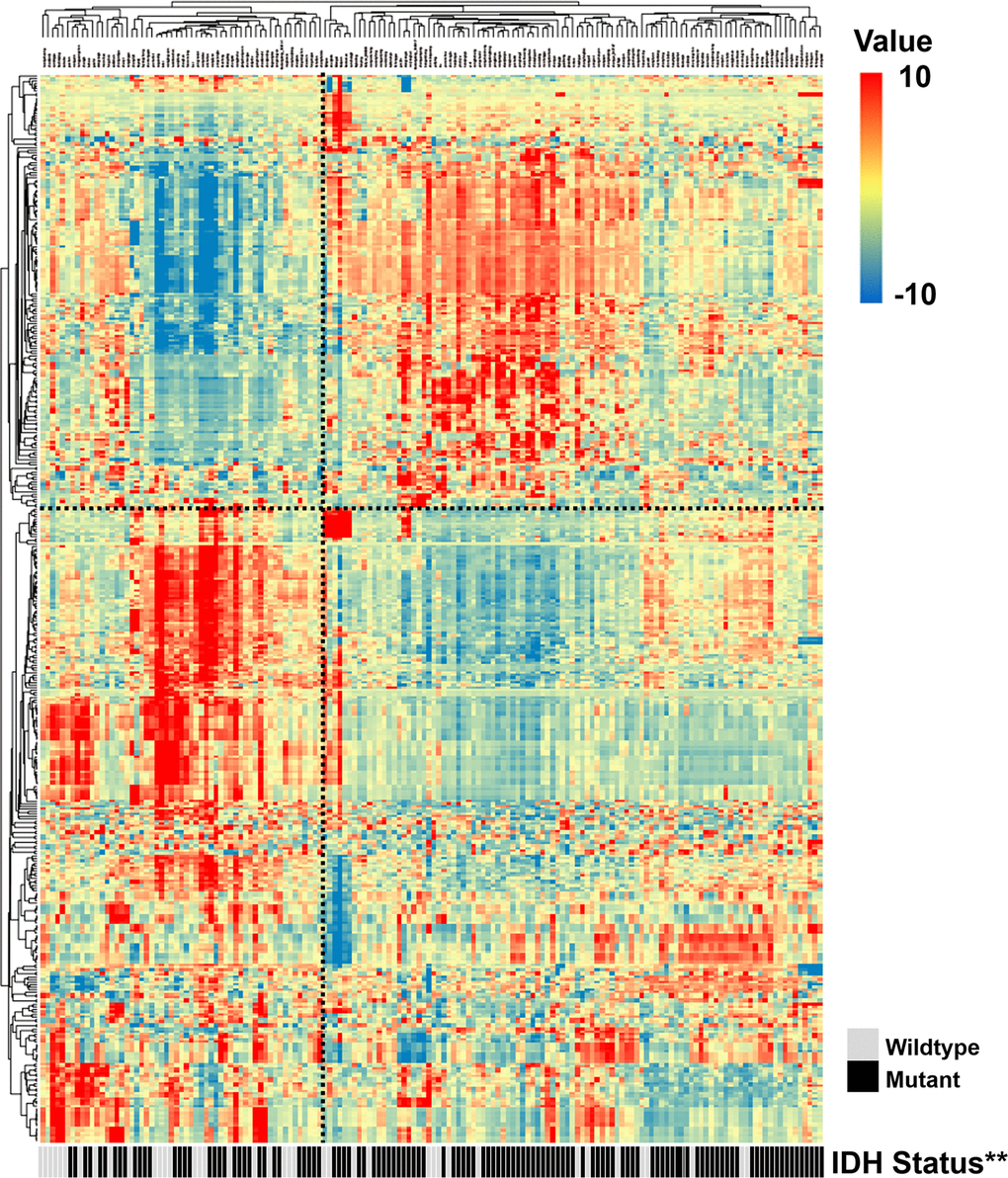 Radiomic patterns of 431 features in LGGs. Each column corresponds to one patient in the training cohort, and each row corresponds to one z-score-normalized radiomic feature. Unsupervised clustering between radiomic features and LGG samples revealed two distinct radiomic patterns. The second cluster showed a higher frequency of the IDH mutation (**, P 