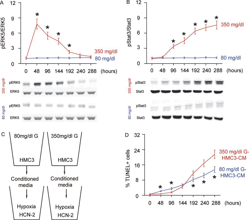 Concomitant alteration of ERK5 activation with polarization of HG-cultured microglia, which affects the apoptosis of neuronal cells cultured in hypoxic conditions. (A) Western blot for phosphorylated ERK5 (pERK5), compared to the total ERK5 levels in HG- or NG-cultured microglia in different time courses. (B) Western blot for phosphorylated Stat3 (pStat3), compared to the total ERK5 levels in HG- or NG-cultured microglia in different time courses. (C) Conditioned media (CM) from polarized microglia in different conditions and different time courses were added into a neuronal cell line, HCN-2, cultured in hypoxic conditions. (D) TUNEL assay on HCN-2 cells. N=5. *p