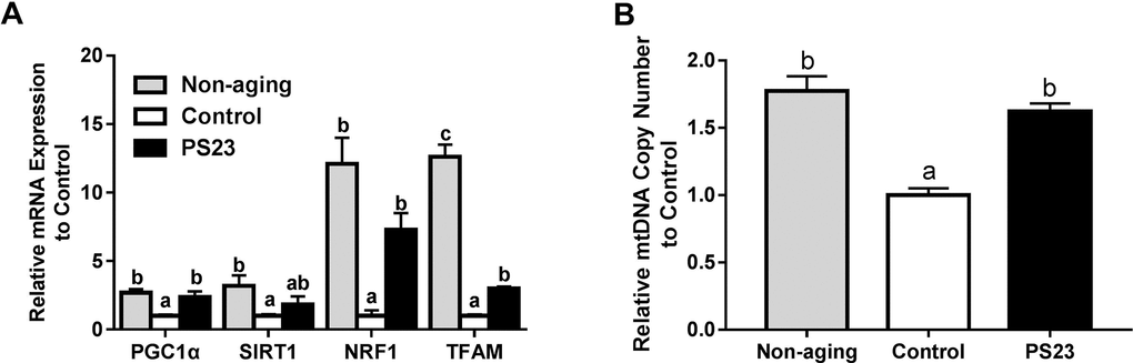 Mitochondrial biogenesis and mtDNA copy number. (A) Relative mRNA expressions of genes related to mitochondrial biogenesis; (B) Relative mtDNA copy number. Different superscript letters (a, b, c) differ significantly at p 