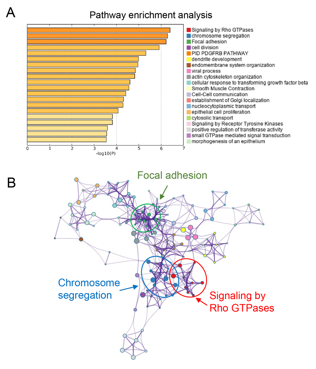 Functional prediction of three-gene model. (A) Significantly enriched pathways of the three genes and their co-expressed genes. (B) The functional enrichment map of pathways. Each node represents a GO term. Node size represents the number of gene in the pathways.