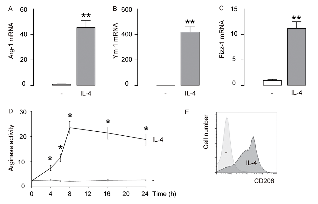 IL-4 induces M2 macrophage polarization in vitro. IL-4 was used to induce M2 macrophages from cultured macrophages derived from bone marrow in culture. (A-C) mRNA levels of Arginase 1 (Arg-1; A), Ym-1 (B) and Fizz-1 (C) by RT-qPCR. (D) Arginase assay. (E) Flow cytometry for CD206 in CTL (-) and IL-4-treated macrophages. **p