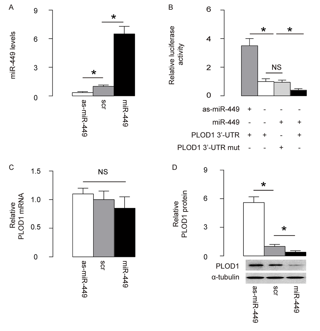 MiR-449 targets 3’-UTR of PLOD1 mRNA to inhibit its protein translation in ASCs. (A) Rat ASCs cells were transfected with plasmids carrying miR-449 or as-miR-449 or scr as a control. RT-qPCR for miR-449 was done. (B) The intact 3'-UTR of wildtype PLOD1 mRNA (wt PLOD1 3'-UTR) and the 3'-UTR of PLOD1 mRNA with a mutant at miR-449-binding site (mut PLOD1 3'-UTR) were respectively cloned into luciferase reporter plasmids. Rat ASCs cells were then co-transfected with one plasmid from miR-449/as-miR-449/null plasmids and one plasmid from either wt PLOD1 3'-UTR or mut PLOD1 3'-UTR, and subsequently subjected to a dual luciferase reporter assay. (C) RT-qPCR for PLOD1 mRNA in miR-449-modified rat ASCs. (D) Western blotting for PLOD1 protein in miR-449-modified rat ASCs. *p