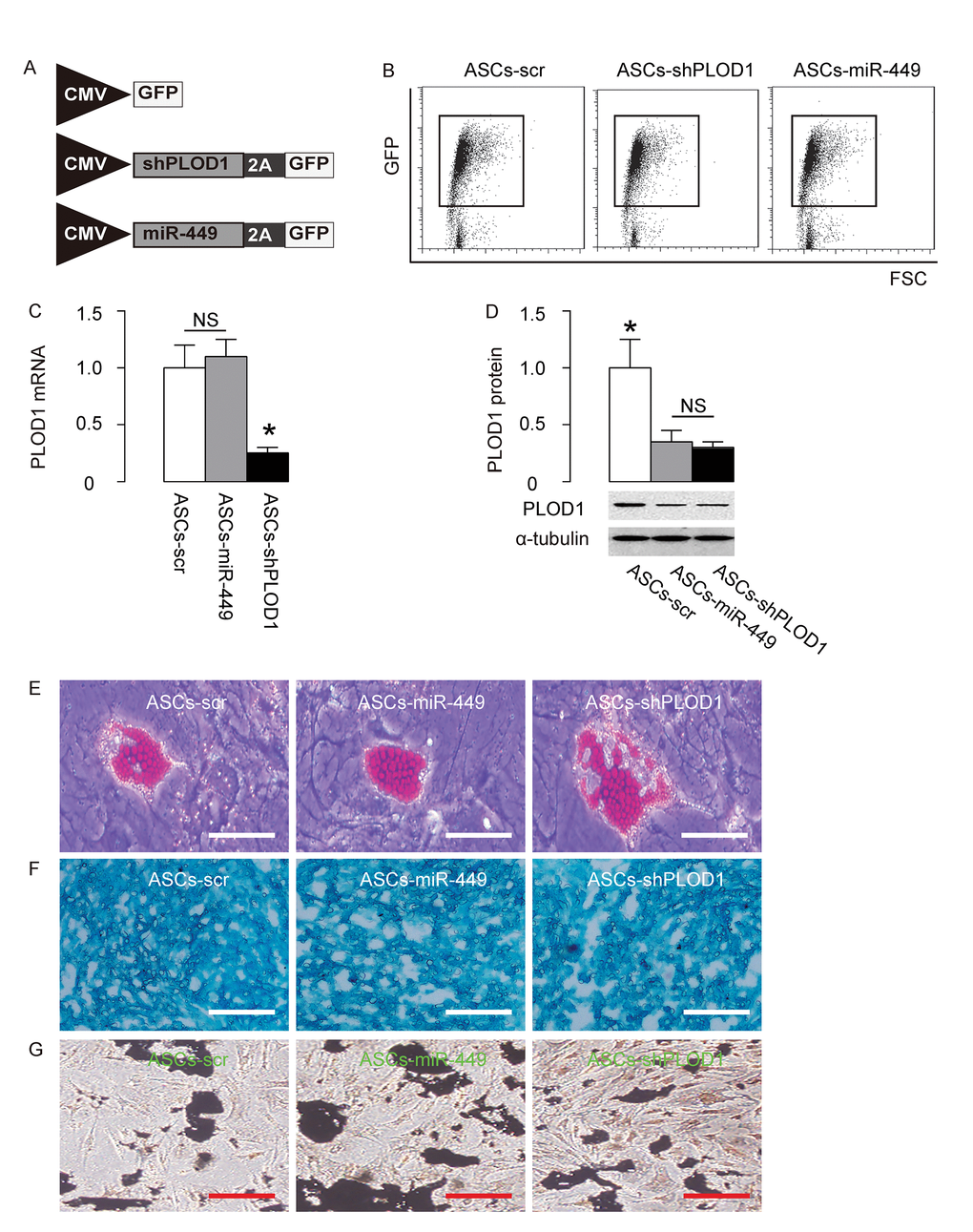 Preparation of ASCs-miR-449 and ASCs-shPLOD1. (A) Schematic of AAVs. 1. an AAV carrying short-hairpin small interfering RNA for PLOD1 (shPLOD1) and a GFP reporter under control of a CMV promoter. 2. an AAV carrying miR-449 and a GFP reporter under control of a CMV promoter. 3. an AAV carrying GFP and scr. (B) Transduced rat ASCs were purified based on GFP expression by flow cytometry. (C) RT-qPCR for PLOD1 levels in ASCs-miR-449, ASCs-shPLOD1 and control ASCs-scr. (D) Western blotting for PLOD1 levels in ASCs-miR-449, ASCs-shPLOD1 and control ASCs-scr. (E) Oil red O staining to evaluate adipogenic induction. (F) Alcian blue staining to evaluate chondrogenetic induction. (G) Von Kossa staining to evaluate osteogenic induction. *p