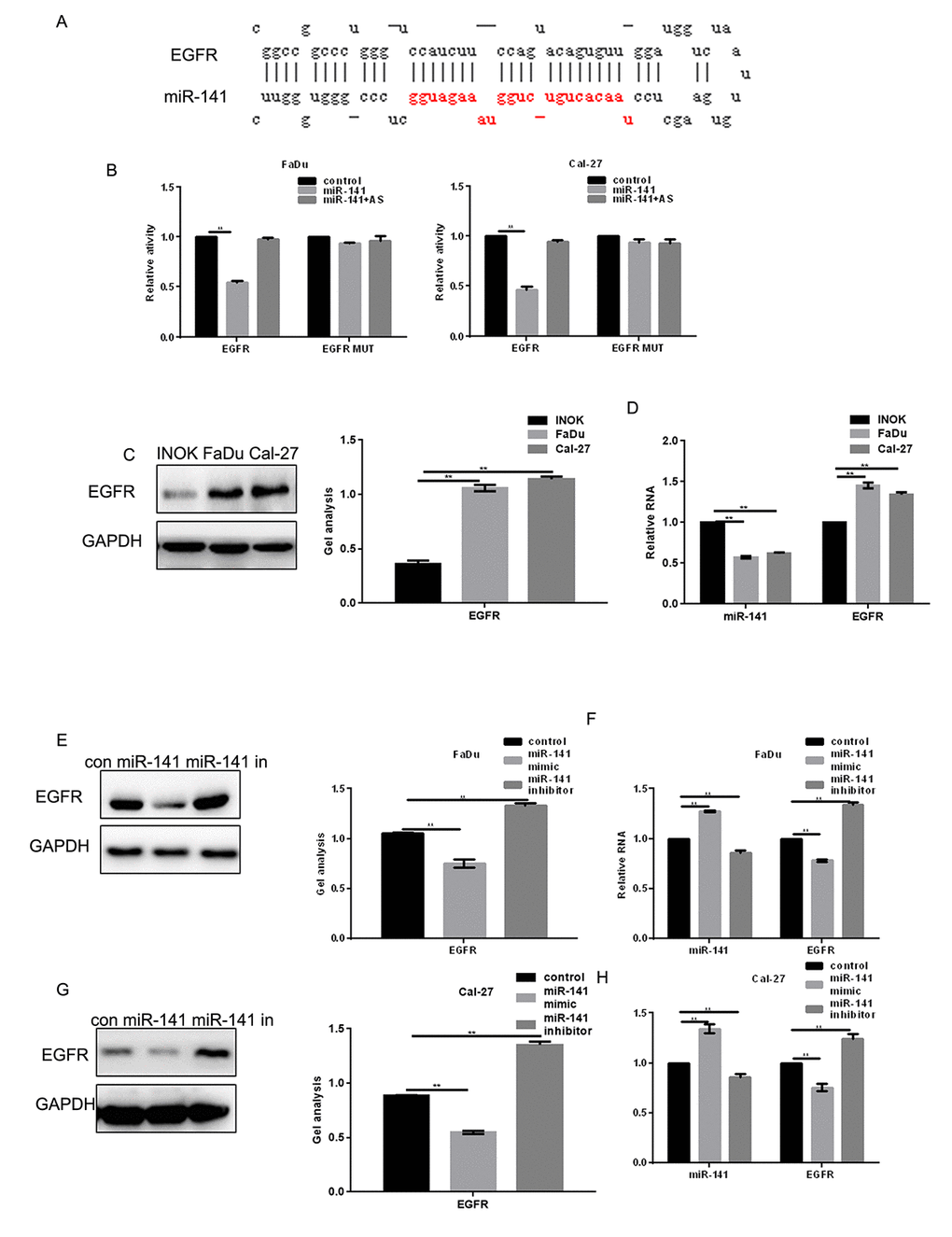 EGFR is a direct target of miR-141. (A) Prediction of miR-141 binding sites in the EGFR 3’-UTR. (B) Interaction between miR-141 and the EGFR 3’-UTR in FaDu and Cal-27 cells tested in luciferase assays. AS, antisense. (C) Western blots showing expression of EGFR in INOK, FaDu and Cal-27 cells. (D) Western blots showing expression of miR-141 and EGFR in INOK, FaDu and Cal-27 cells. (E, F) Western blot and real-time PCR showing co-expression of EGFR in FaDu cells with miR-141 mimic or inhibitor. (G, H) Western blot and real-time PCR showing co-expression of EGFR in Cal-27 with miR-141 mimic or inhibitor. Bars depict the mean ± SD. ** P