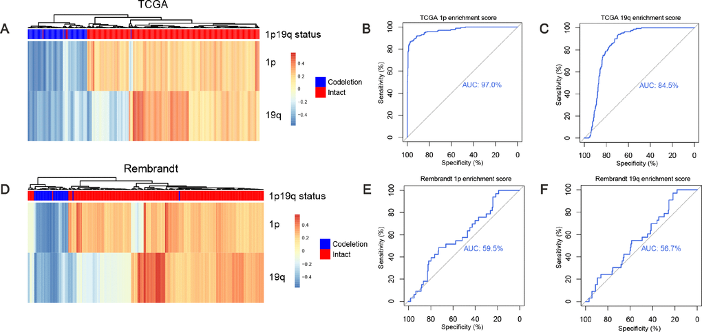 Predicting 1p/19q status by GSVA algorithm. (A and D) the hierarchical clustering of TCGA and Rembrandt cohorts based on the enrichment scores of 1p and 19q genes, respectively. (B, E) ROC for 1p/19q status prediction by 1p genes enrichment scores, AUC (TCGA cohort) = 0.970, AUC (Rembrandt cohort) = 0.595. (C, F) ROC for 1p/19q status prediction by 19q genes enrichment scores, AUC (TCGA cohort) = 0.845. AUC (Rembrandt cohort) = 0.567.