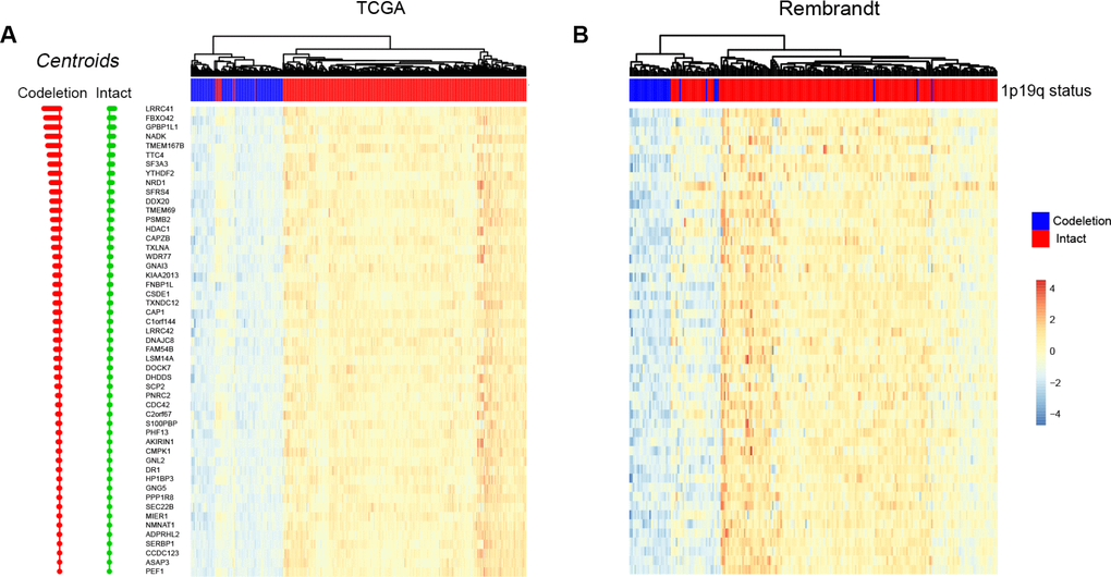 Predicting 1p/19q status by PAM algorithm. The hierarchical clustering samples in TCGA and Rembrandt cohorts using 53 signature genes, respectively.