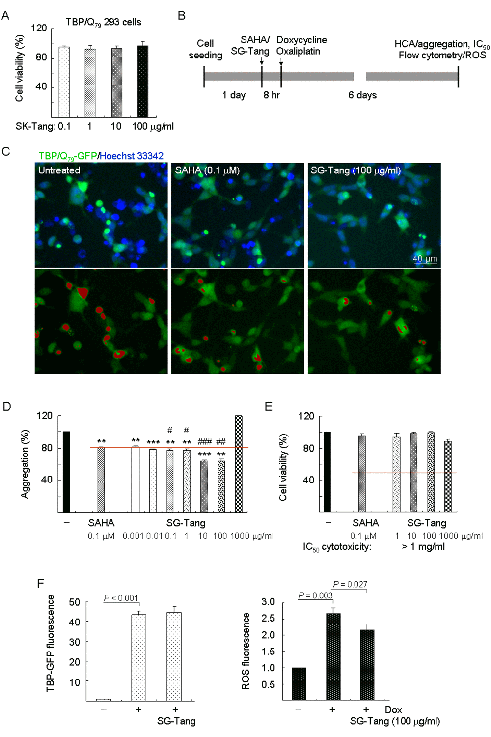 Aggregation, cytotoxicity, and ROS analyses on TBP/Q79-GFP-expressing 293 cells. (A) Cytotoxicity of SG-Tang (0.1−100 μg/ml) in uninduced cells using the MTT assay (n = 3). To normalize, the relative untreated cell viability was set as 100%. (B) Experimental flow chart. TBP/Q79-GFP 293 cells were plated on dishes, grown for 24 h, and treated with SAHA (0.1 μM) or SG-Tang (0.001-1000 µg/ml) for 8 h. Then doxycycline (Dox, 10 µg/ml) and oxaliplatin (5 µM) were added to the medium for 6 days, followed by aggregation, IC50 cytotoxicity (by HCA), and ROS (by flow cytometry) measurements. (C) Representative fluorescence microscopy images of TBP/Q79-GFP cells untreated or treated with SAHA (0.1 μM) and SG-Tang (100 µg/ml) for 6 days, with nuclei counterstained in blue (top row) or aggregates marked in red (bottom row). (D) Aggregation analysis (n = 3) of TBP/Q79-GFP-expressing cells untreated or treated with SAHA (0.1 μM) or SG-Tang (0.001−1000 μg/ml). To normalize, the relative aggregation level in untreated cells was set as 100%. The red line represents 81% aggregation for 0.1 μM SAHA treatment. P values: comparisons between SAHA/SG-Tang treated and untreated (**: P P #: P ##: P ###: P E) IC50 cytotoxicity of SG-Tang (1−1000 μg/ml) in induced TBP/Q79-GFP 293 cells by the percentage of survived cells (n = 3). To normalize, the relative survived cell number in untreated cells was set as 100%. (F) The induced GFP and ROS levels were measured by flow cytometry (n = 3). P values: comparisons between induced and uninduced cells, or between SG-Tang (100 µg/ml) treated and untreated cells.