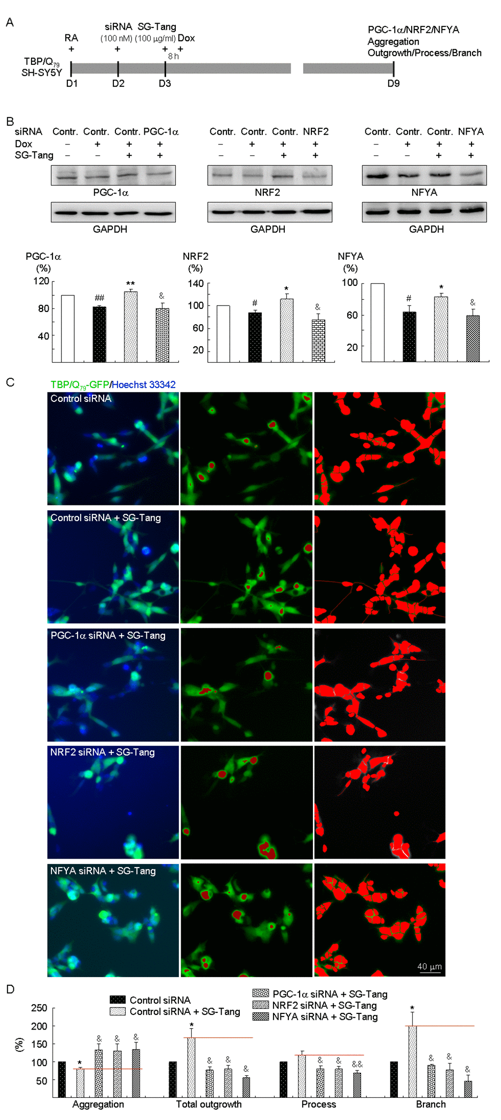 PGC-1α, NRF2, and NFYA as therapeutic targets in SG-Tang-treated TBP/Q79-GFP-expressing SH-SY5Y cells. (A) Experimental flowchart. TBP/Q79-GFP SH-SY5Y cells were plated on dishes with retinoic acid (RA, 10 µM) added at day 1. Next day, cells were transfected with siRNA (100 nM; PGC-1α, NRF2, NFYA, or scrambled control). At 24 h post-transfection, SG-Tang (100 µM) was added to the cells for 8 h followed by inducing TBP/Q79-GFP expression (+ Dox, 5 µg/ml) for 6 days. Then, the cells were collected for PGC-1α, NRF2, and NFYA protein analysis (by Western blot, GAPDH as a loading control), or stained with Hoechst 33342 for aggregation, neurite outgrowth, process, and branch analyses (by HCA). (B) Western blot analysis of PGC-1α, NRF2, and NFYA protein levels in SG-Tang-treated cells transfected with PGC-1α, NRF2, NFYA, or scrambled control siRNA. To normalize, the relative PGC-1α, NRF2, or NFYA level of uninduced cells was set as 100%. P values: induced versus uninduced cells (#: P ##: P P P &: P n = 3). (C) Representative microscopic images of TBP/Q79-GFP-expressing SH-SY5Y cells transfected with scrambled control siRNA and SG-Tang-treated cells transfected with scrambled control, PGC-1α, NRF2, or NFYA siRNA. Nuclei were counterstained with Hoechst 33342 (blue, left) and aggregates were marked in red (middle). Shown left are images of the neurites and cell bodies outlined by red color for neurite outgrowth, process, and branch quantification. (D) Aggregation and neuronal outgrowth, process, and branch assays of SG-Tang-treated TBP/Q79-GFP-expressing SH-SY5Y cells transfected with scrambled control, PGC-1α, NRF2, or NFYA siRNA. To normalize, the relative aggregation, outgrowth, process, or branch of scrambled control siRNA-transfected cells without SG-Tang treatment was set as 100%. P values: SG-Tang-treated versus untreated cells (*: P &: P &&: P n = 3).