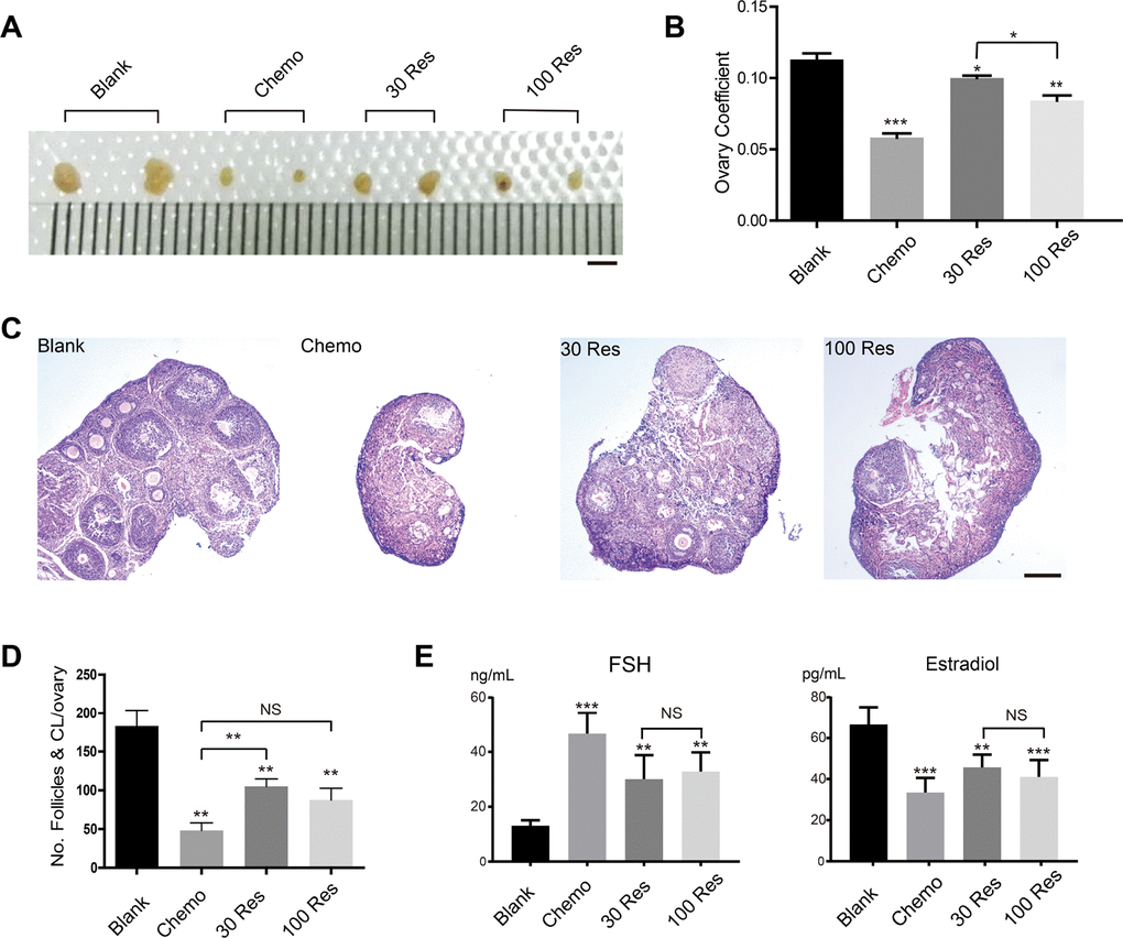 Res improved ovarian aging induced by chemotherapy. (A) Bright field images of ovaries from 4 different groups. Scale bar, 2 mm. (B) The ovary coefficient of the 4 groups. (C) Representative images of HE stained of ovaries from the 4 groups to analyze the effects of Res on mouse infertility. Scale bar: 200 μm. (D) The number of follicles and corpus luteum in each ovary of the 4 groups. (E) Analysis of the hormone levels of FSH and Estradiol from the 4 groups.