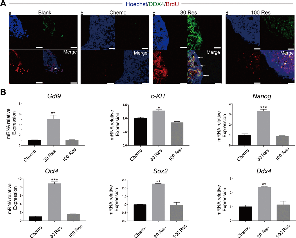 Resveratrol improved renewal capacity of OSCs in chemotherapy mice. (A) Dual immunostaining for BrdU (red) and DDX4 (green) of OSCs (arrow) were observed near the surface epithelium of mouse ovaries in the (a) Blank, (b) Chemo, (c) 30 Res and (d) 100 Res groups. Scale bar, 200 μm (B) Relative mRNA expression of c-KIT, Oct4, Sox2, Nanog, Gdf9 and Ddx4 in the different groups. *p 