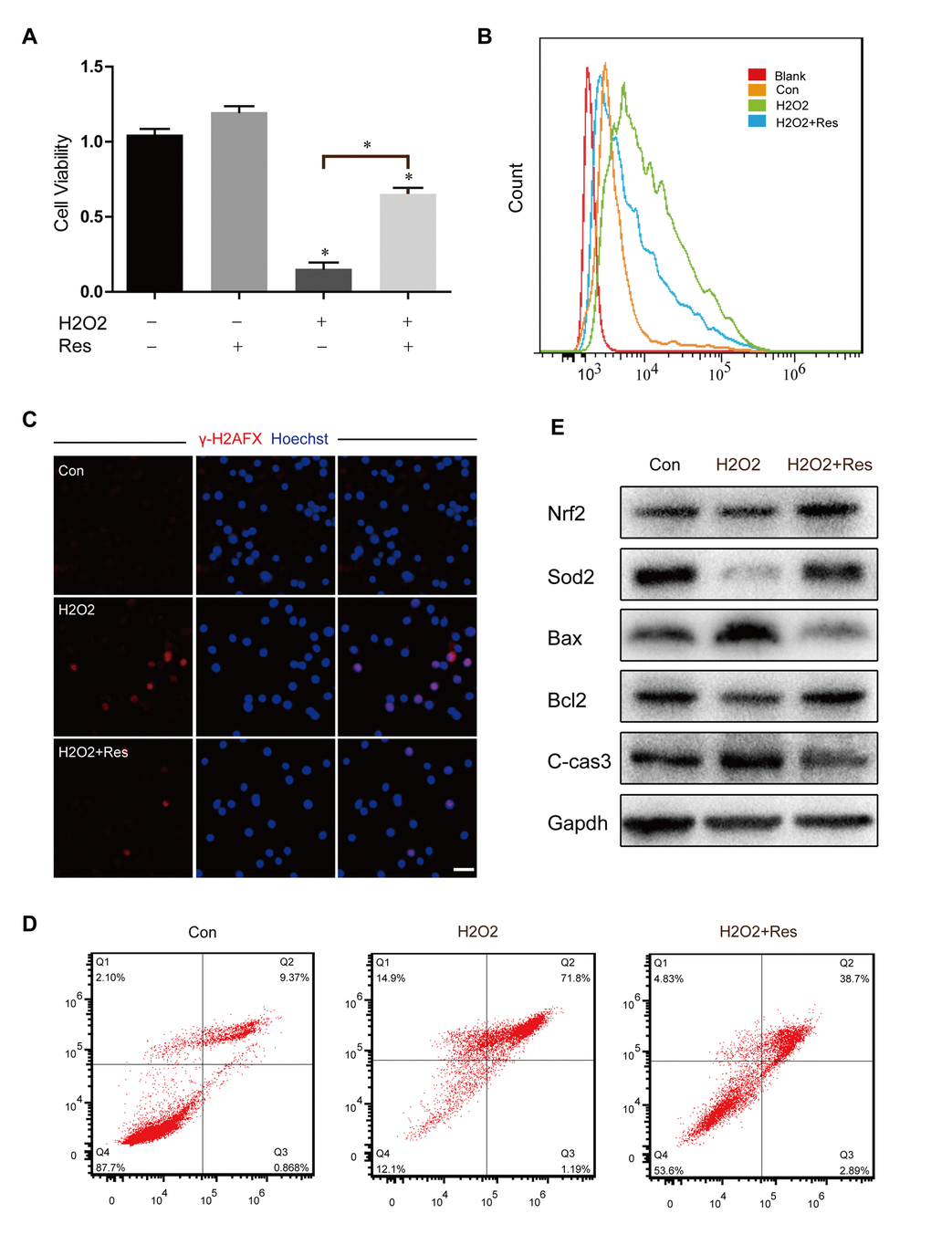 Resveratrol attenuated H2O2-induced cytotoxicity and oxidant stress injury in OSCs. (A) CCK8 assay for treated OSCs; *p B) Analysis of intracellular ROS by cell flow cytometry. (C) Immunofluorescence staining of γ-H2AX and Hoechst. Scale bar: 50 μm. (D) The flow cytometry apoptotic analysis of treated OSCs. (E) Western blotting of related protein expression levels in treated OSCs.