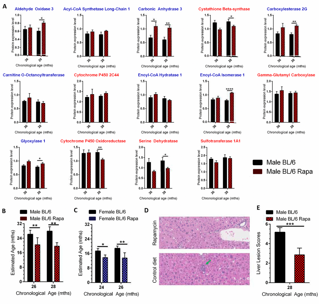 Using the age calculator to determine the biological age of WT mice treated with the anti-geronic factor rapamycin. (A) Expression of the 14 proteins selected for the biological age calculator in livers of C57BL/6NJ male mice put on a diet containing 42 ppm rapamycin starting at 24 months for 8 weeks (26 month data, red checked bars) or 16 weeks (28 month data, red checked bars) or mice fed a control diet (black bars). The proteins with blue titles above the graph decreased significantly in expression with age in C57BL/6NJ mice, while those with red titles increased significantly (Figure 2). (B) Estimated biological age for male C57BL/6NJ mice fed the rapamycin diet (red checked bars, 26 and 28 months represent 8 and 16 week treatment, respectively) relative to isogenic male mice fed a control diet (black bars). (C) Estimated biological age for female C57BL/6NJ mice fed the rapamycin diet (14 ppm; blue checked bars) relative to isogenic female mice fed a control diet (black bars) using C57BL/6NJ male mice as the reference (y-axis scale). (D) Representative images of liver sections from male C57BL/6NJ mice ± treatment with rapamycin. There was a lack of progression of age-related lesions (arrows) in the rapamycin-treated mice compared to mice on the control diet. Lesions consist of microgranuloma (green arrow) and mild intermittent hepatic degeneration. (E) The composite lesion score, reflecting the incidence and severity of a specific panel of age-related liver lesions in the rapamycin-treated male mice compared to isogenic mice on a control diet. Significance testing for all panels using Student’s unpaired, equal variance t-test, error bars show SEM. *pppp