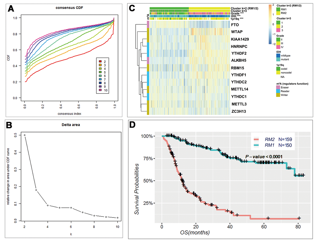 Differential clinicopathological features and overall survival of gliomas in the RM1/2 subgroups. (A) Consensus clustering cumulative distribution function (CDF) for k = 2 to 10. (B) Relative change in area under CDF curve for k = 2 to 10. (C) Heatmap and clinicopathologic features of the two clusters (RM1/2) defined by the m6A RNA methylation regulators consensus expression. (D) Kaplan–Meier overall survival (OS) curves for 309 CGGA glioma patients.