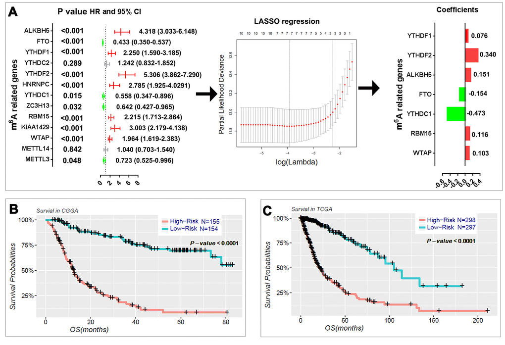 Risk signature with seven m6A RNA methylation regulators. (A) The process of building the signature containing seven m6A RNA methylation regulators. The hazard ratios (HR), 95% confidence intervals (CI) calculated by univariate Cox regression and the coefficients calculated by multivariate Cox regression using LASSO are shown. (B–C) Kaplan–Meier overall survival (OS) curves for patients in the CGGA (B) and TCGA (C) datasets assigned to high- and low-risk groups based on the risk score.