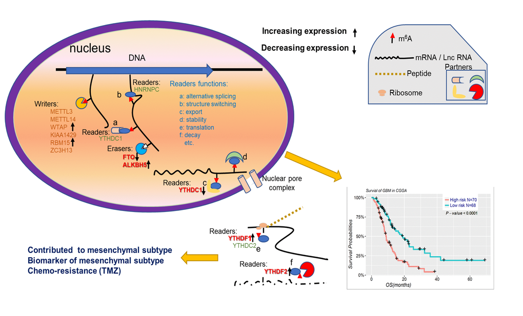 Summary for the expression changes and potential functions of m6A RNA methylation regulators in gliomas.