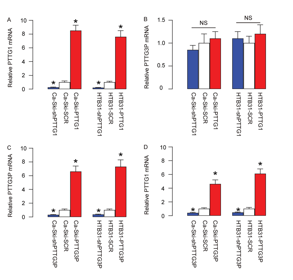 PTTG3P is upstream of PTTG1 in CC. (A-B) We overexpressed PTTG1 or depleted PTTG1 (by expressing short hairpin interfering RNA for PTTG1-shPTTG1) in two CC lines, Ca-Ski and HTB31. Plasmids carrying a scrambled sequence (SCR) were used as controls. (A) RT-qPCR for PTTG1. (B) RT-qPCR for PTTG3P. (C-D) We overexpressed PTTG3P or depleted PTTG3P (by expressing short hairpin interfering RNA for PTTG3P-shPTTG3P) in two CC lines, Ca-Ski and HTB31. (C) RT-qPCR for PTTG3P. (D) RT-qPCR for PTTG1. *p