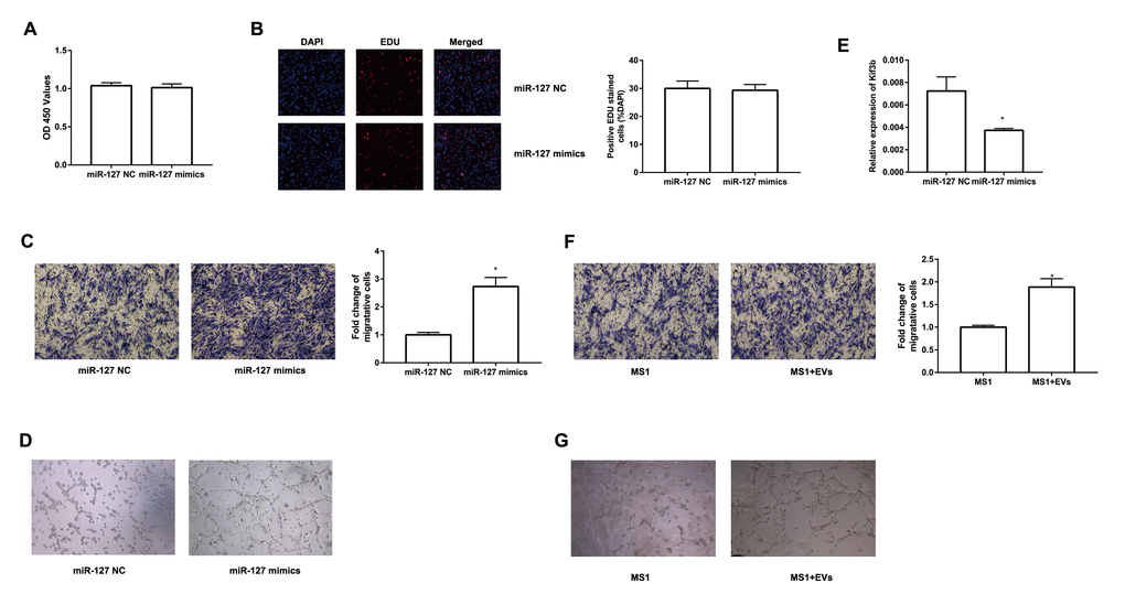 miR-127 enhanced MS1 cells migration and tube formation. The cell growth of transfected MS1 cells was measured by CCK8 assay (A) and EDU assay (B). (C) Transwell migration assays were applied to measure cell migration. (D) MS1 cells were seeded in pre-solidified matrigel and the indicated images were captured. (E) The level of Kif3b expression was measured with qRT-PCR in transfected MS1 cells. (F) Migration activity of MS1 cells treated with EVs was evaluated by Transwell assay. (G) Tube formation assay showed interference of network assembly of EVs treated MS1 cells on matrigel. The values are presented as the means ± SD. *p