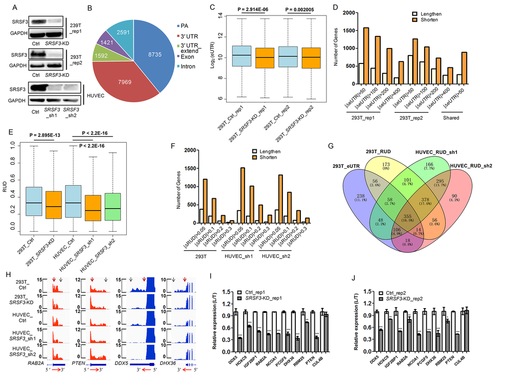 SRSF3 downregulation leads to global shortening of 3′ UTR in human cells. (A) Western blot confirmed lentivirus-mediated RNA interference in both human 293T and HUVEC cells. GAPDH served as internal loading control. (B) Genomic distribution of pA sites identified in 293T cells based on PA-seq method. (C) Box plot of log2-transformed eUTR based on PA-seq in control and SRSF3-KD 293T cells. The P value of t-test is shown. (D) Histogram of gene numbers with 3′ UTR shortening or lengthening upon SRSF3 KD at different cutoffs and overlapped genes with shortened 3′ UTR (with the cutoff of |ΔeUTR| > 50) between two biological replicates in 293T cells. |ΔeUTR| > 50, 100, 200 and 400 represent the absolute difference of eUTR between SRSF3-KD and control 293T cells, respectively. Number of shared genes (labelled Shared) between two biological replicates were also shown. (E) Box plot of RUD in 293T and HUVEC cells upon knockdown of SRSF3. (F) Histogram of gene numbers with 3′ UTR shortening or lengthening upon SRSF3 KD at different ΔRUD cutoffs. |ΔRUD| > 0.05, 0.1, 0.2 and 0.3 each represents a threshold of absolute difference of RUD between SRSF3-KD and control human cells. (G) Venn diagram of genes with shortened 3′ UTR based on different methods (eUTR and RUD), different shRNAs (sh1 and sh2) and different cells (293T and HUVEV) (ΔRUD ≤ -0.05) upon knockdown of SRSF3. (H) RNA-seq tracks of four representative genes in two human cell types upon SRSF3 KD. The transcription direction is shown at the bottom. The vertical red and blue arrows represent the proximal and distal pA sites, respectively. Y axis denotes the normalized read coverage. (I, J) qRT-PCR validation of the usage of longer 3′ UTR in the total expression (L/T) in both control and SRSF3-KD 293T cells of two biological replicates (rep1 in I and rep2 in J). Rep1 and rep2 represent two biological replicates, and sh1 and sh2 denote two different shRNAs. ** and *** mean P value less than 0.01 and 0.001 (t-test), respectively.