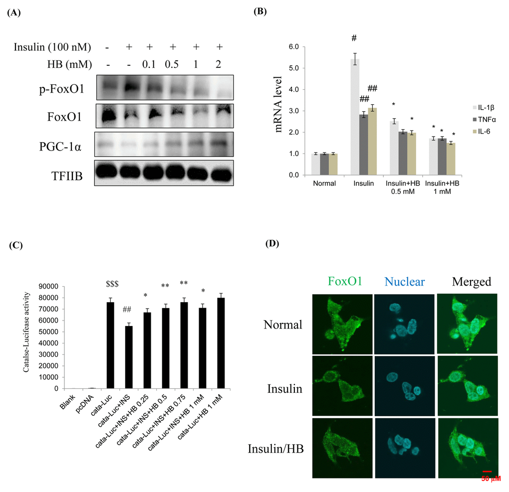 β-hydroxybutyrate (HB) regulates insulin-induced expression of FoxO1. (A) Levels of p-FoxO1, total FoxO1, and PGC-1α were noticeably diminished after treatment with 0.1–2 mM HB for 3 h, followed by incubation with or without 100 nM of insulin for 2 h. (B) Expressions of genes encoding cytokines such as IL-1β, TNFα, and IL-6 were analyzed using qRT–PCR (n = 3 each). Results were normalized to GAPDH mRNA levels. #p ##p *p C) HEK293T cells were transiently transfected with a catalase and catalase-containing plasmid linked to the luciferase gene, pre-incubated with HB (0.25–1 mM) for 4 h, and then treated with insulin for 24 h. Results are presented in relative luminescence units (RLU). Results were obtained using one-factor ANOVA: $$$p##p*p**pD) HEK293T cells were pretreated with or without 0.5 mM of HB for 3 h and then treated with insulin (100 nM) for 10 min. Cells were immunostained using rabbit anti-FoxO1 antibody followed by IgG conjugated with fluorescein isothiocyanate (green). Bar = 50 µm.