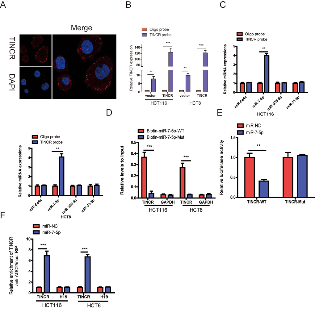 TINCR functioned as a ceRNA by sponging miR-7-5p. (A) RNA-FISH were employed to verify that TINCR was located mainly in the cytoplasm. (B) Lysates from HCT116 and HCT8 cells with TINCR overexpression were subject to biotinylated-TINCR pull-down assay and the expression of TINCR were measured by qRT-PCR. (C) The expression of four candidate miRNAs predicted by starbase database were quantified by qRT-PCR after the biotinylated-TINCR pull-down assay in HCT116 and HCT8 cells. (D) The biotinylated wild-type/mutant miR-7-5p was, respectively, transfected into HCT116 and HCT8 cells with TINCR overexpression. The expression of TINCR were measured by qRT-PCR after streptavidin capture. (E) Luciferase activity in HCT116 and HCT8 cells cotransfected with luciferase reporter containing TINCR sequences with wild-type or mutated miR-7-5p binding sites and miR-7-5p or its control. (F) Anti-AGO2 RIP was used in HCT116 and HCT8 cells overexpressing miR-7-5p, followed by qRT-PCR to assess the expression of TINCR or H19 (control) associated with AGO2. The data are presented as the mean±S.D. of three independent experiments. **PP