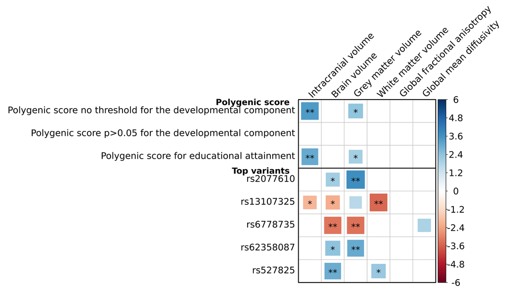 Association between genetic variants for general cognitive function and global brain imaging markers. Association between genetic variants for general cognitive function and both volumetric and global white matter microstructural integrity markers. For the volumetric outcomes, analyses were adjusted for age and sex, and additionally for intracranial volume if the outcome was not intracranial volume. For the microstructural integrity outcomes, analyses were adjusted for age, sex, white matter and white matter lesion volume. Three polygenic scores are presented: a cognition polygenic score including all independent lead variants (N=170); a cognition polygenic score only including variants with a p>0.05 for the association with the developmental component of cognition, i.e. educational attainment and intracranial volume (N=36); and an educational attainment polygenic score, which contains the lead genetic variants for cognitive performance (N=170) but uses the weights for educational attainment. Also, the five top genetic variants for the association with these brain imaging markers are presented. Positive associations depicted in blue correspond to a larger volume or a better white matter microstructural integrity. Larger blocks indicate higher t-values. Significance levels are indicated by asterisks: *p-5; 0.0101/170).