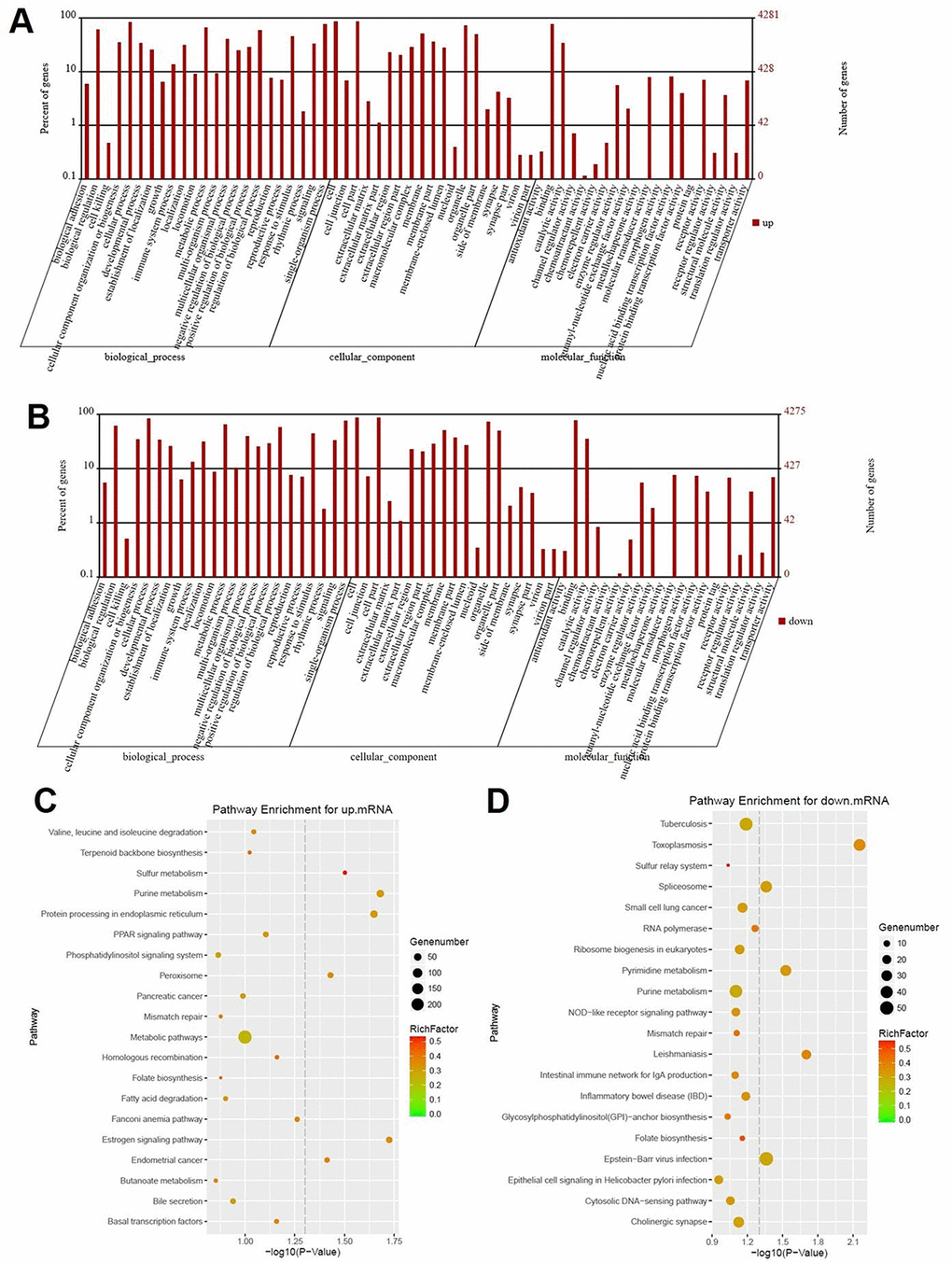 Signaling pathway analysis of potential DEGs. (A) The biological process, cellular component and molecular function of up-regulated genes were identified by GO analysis. (B) The biological process, cellular component and molecular function of down-regulated genes were identified by GO analysis. Items of GO analysis were listed in abscissa axis. The number of genes were recorded in vertical axis. The enriched functions with differential expression genes were picked up according to the criteria that the corrected p-value ≤ 0.05 using Benjamini method. Pathway enrichment for up-regulated mRNA (C) and down-regulated mRNA (D). Pathway enrichment was executed using KEGG tools. Degree of enrichment was shown in abscissa axis using corrected p values. The color of plot in the figure equaled to rich factor which represented the ratio of genes of the pathway in all the genes of the pathway.