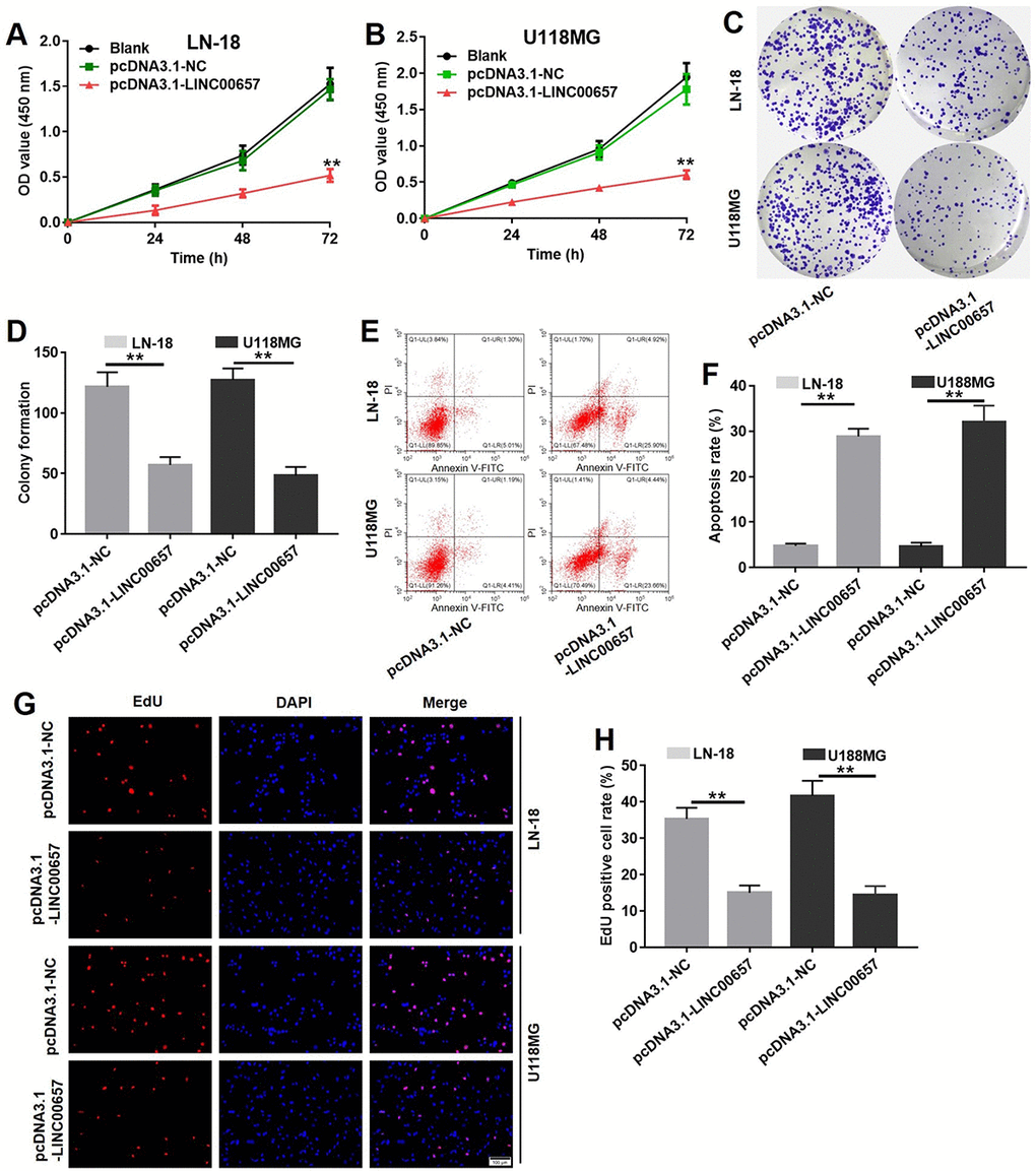 Overexpression of LINC00657 inhibited viability and colony formation in GBM cells via enhancing cell apoptosis. Cell viability of LN-18 (A) and U-118MG (B) after transfecting with pcDNA3.1-NC or pcDNA3.1-LINC00657 for 48 h was detected with CCK-8 assay. Values were represented as mean ± SD. **PC) Cell colony formation stained with crystal violet of LN-18 and U-118MG after transfecting with pcDNA3.1-NC or pcDNA3.1-LINC00657. (D) The calculated value of stained cells in cell colony formation of LN-18 and U-118MG after transfecting with pcDNA3.1-NC or pcDNA3.1-LINC00657. (E) Cell apoptosis of LN-18 and U-118MG after transfecting with pcDNA3.1-NC or pcDNA3.1-LINC00657 was detected with flow cytometry. (F) Apoptosis rate of LN-18 and U-118MG after transfecting with pcDNA3.1-NC or pcDNA3.1-LINC00657. (G) LN-18 and U-118MG proliferation after transfecting with pcDNA3.1-NC or pcDNA3.1-LINC00657 using EdU and DAPI staining. (H) EdU positive cell rate of LN-18 and U-118MG after transfecting with pcDNA3.1-NC or pcDNA3.1-LINC00657. At least 3 randomly observed fields were chosen to calculate the rate in each group. **P