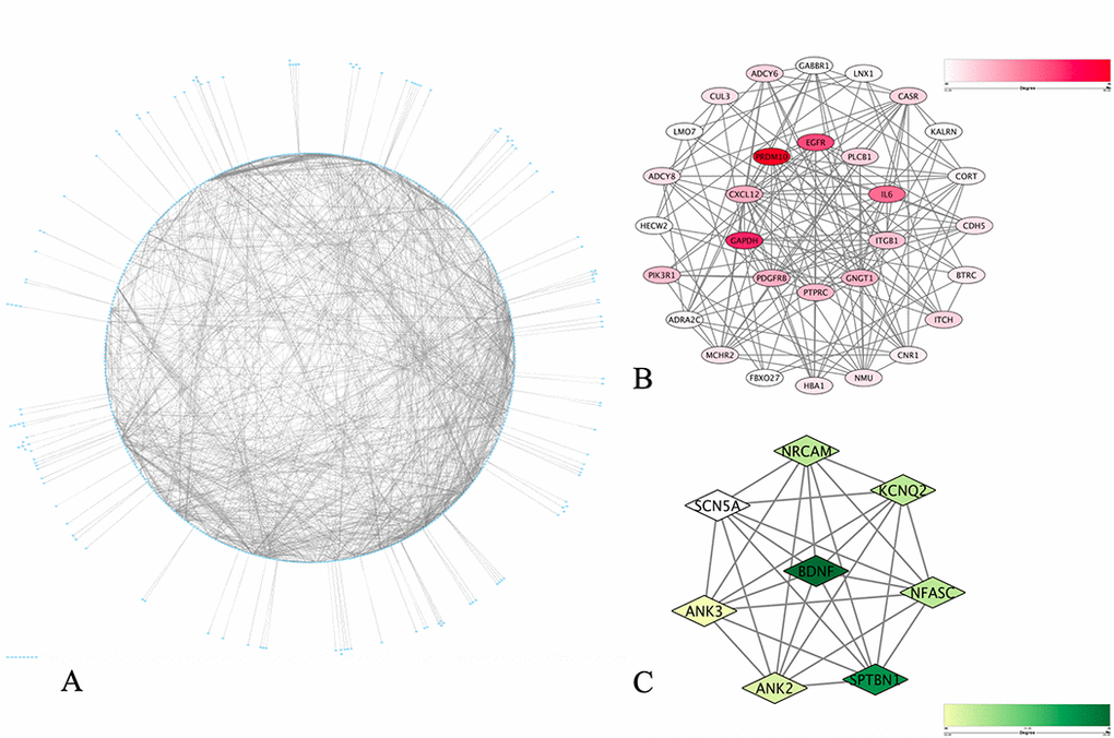 PPI network construction and identification of hub items. (A) PPI network of the selected DMaGs. The edge shows the interaction between two genes. Significant modules identified from the PPI network using the molecular complex detection method with a score > 6.0. (B) Molecular-1 with MCODE = 11; (C) Molecular-2 with MCODE = 8. A degree was used to describe the importance of protein nodes in the network, with a dark color filling denoting a high degree and light color a low degree.