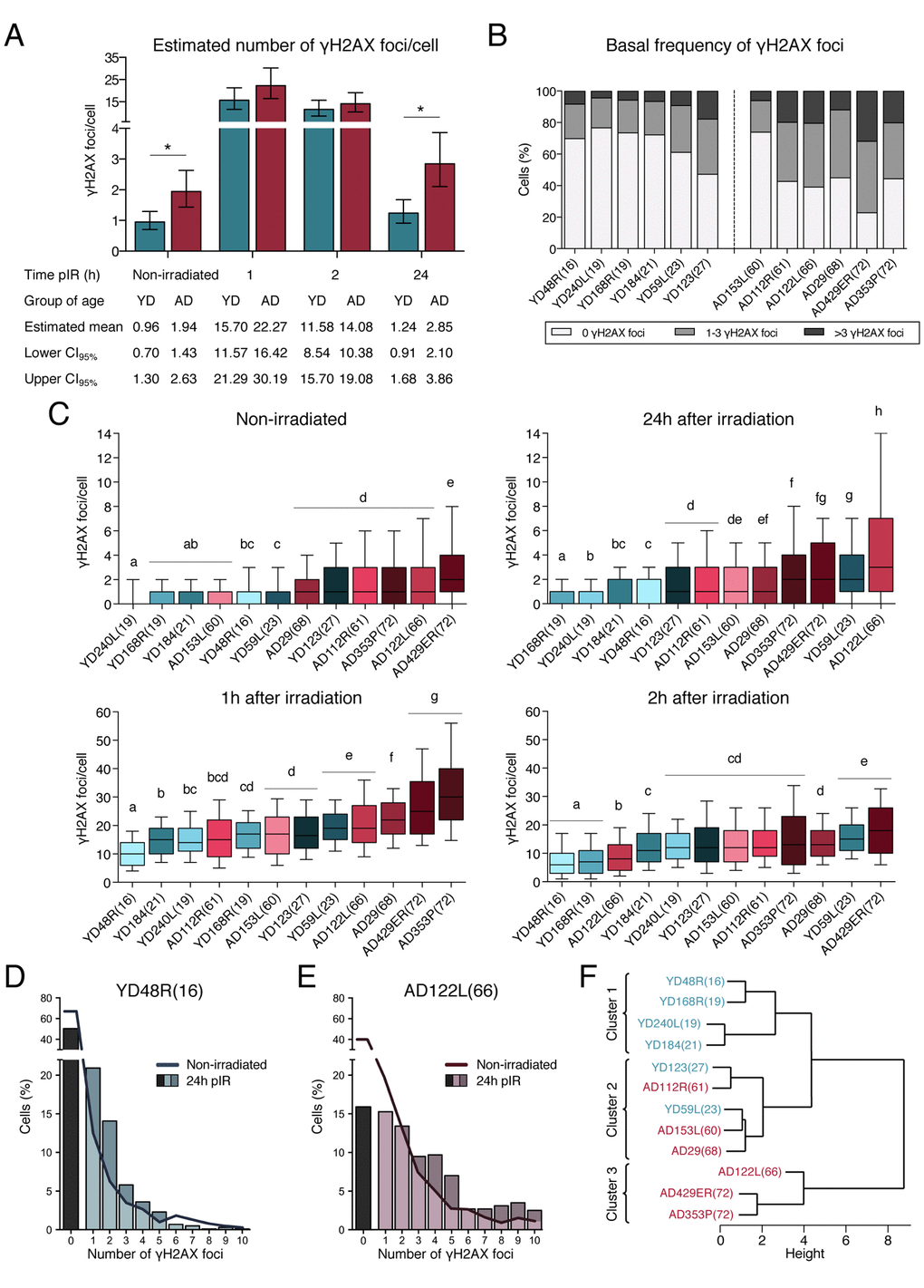 Frequencies of γH2AX foci in HMECs from young and aged donors. (A) Estimated mean number of γH2AX foci/cell and confidence intervals for young and aged donors. Asterisks indicate significant differences between YDs and ADs (generalized linear model, p-value Table 1. (B) Frequency of cells with a defined number of γH2AX foci in non-irradiated samples from the 12 donors. The number of cells analyzed for each donor is stated in Table 1. (C) Box plots of the frequency of γH2AX foci in cells from YDs and ADs in non-irradiated samples and at 1h, 2h or 24h after exposure to 1 Gy of γ-rays. Each donor is colored with blue or red depending on the group of age (blue for YDs and red for ADs). In each group, colors become darker with increasing age of the donor. Boxes include data from the upper to the lower quartile. The median is represented with a black line and whiskers compile 10 to 90% of the scored values. The number of cells analyzed for each donor is stated in Table 1. Statistical differences between donors are indicated following a letter code: donors signaled with the same letter do not show statistical differences and therefore different letters indicate statistically significant differences between donors (Kruskal-Wallis test with Dunn’s multiple comparisons correction, p-value D, E) Distribution of cells according to the number of γH2AX foci/cell individually scored in YD48R(16) (D) and in AD122L(66) (E). Bars indicate the percentage of cells without foci (black bar) or with ≥1 γH2AX foci (colored bars) 24h after irradiation. The continuous line depicts this percentage before irradiation. The number of cells analyzed for each donor is stated in Table 1. (F) Hierarchical clustering of the 12 donors according to the standardized mean number of γH2AX foci scored in non-irradiated samples and at 1, 2 and 24h after IR. The number of cells analyzed for each donor is stated in Table 1.