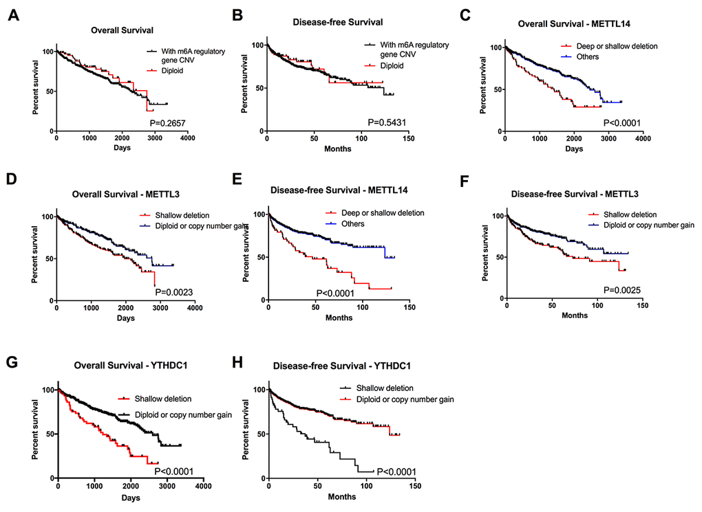 Overall survival of ccRCC patients with CNVs of m6A regulatory genes. (A-B) OS and DFS of patients with any CNVs of m6A regulatory genes or with diploid genes. (C-H) OS and DFS for patients with different CNV types of METTL3, METTL14 and YTHDC1.