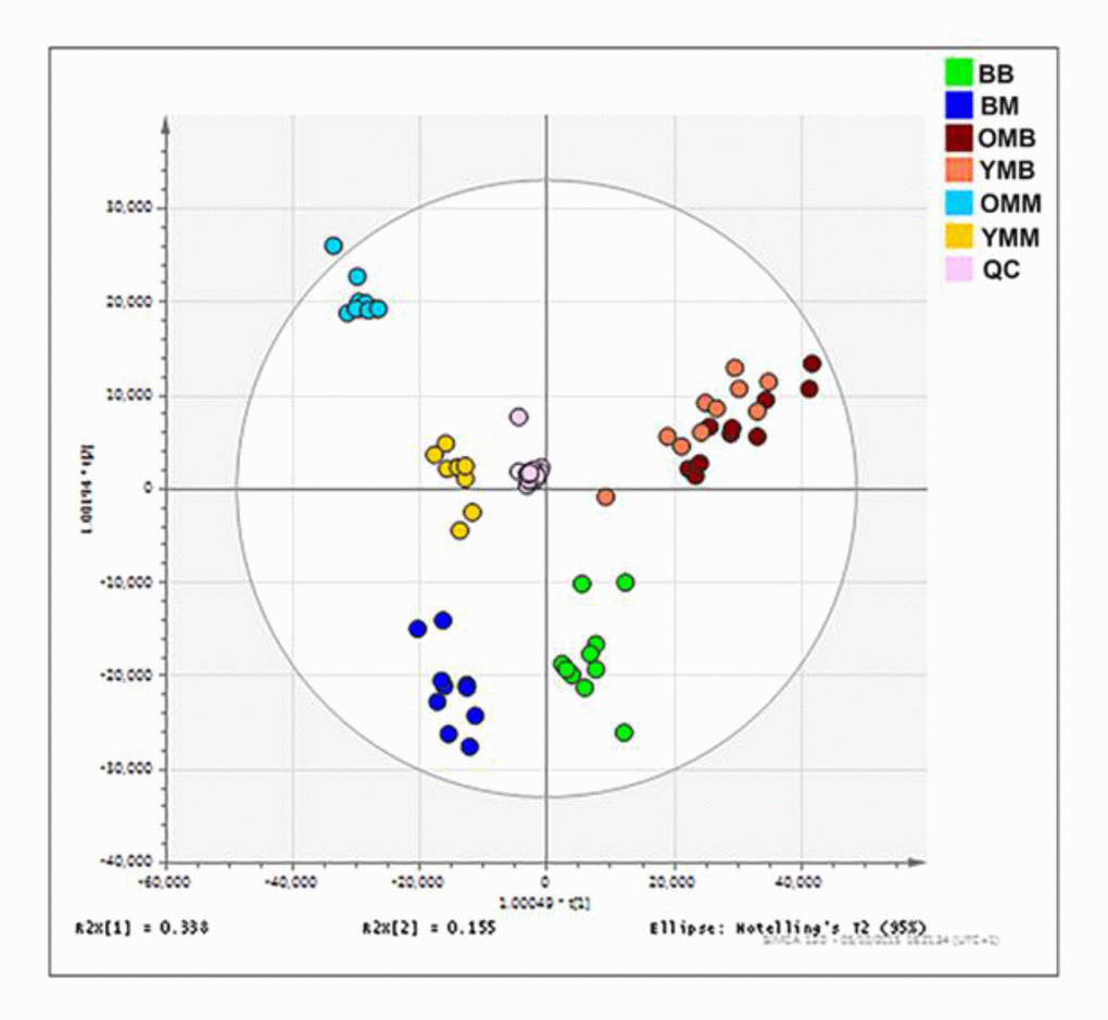 Mitochondrial lipid composition differs between the bat and mouse mitochondrial proteomes. Orthogonal partial least square-discriminant analysis (OPLS-DA) of lipids found in the brain and skeletal muscle mitochondria from the mouse and the bat. Separation across the x-axis is according to tissue type with the skeletal muscle mitochondrial samples congregating to the left quadrants and the brain mitochondrial samples to the right. Along the y-axis separation delineates mammalian species with the bat mitochondrial samples grouping at the lower quadrants and the mouse mitochondrial samples grouping at the upper quadrants. Bat brain (BB) mitochondrial samples (adult, n=10) are shown on the OPLS-DA by the green circles. Bat skeletal muscle (BM) mitochondria (adult, n=10) are indicated by the dark blue circles. Young mouse brain (YMB) mitochondria aged 4-11 weeks (n=10) and aged mouse brain mitochondria (OMB) aged 78 weeks (n=10) are denoted by orange and red circles respectively. Young mouse skeletal (YMM) muscle mitochondria aged 4-11 weeks (n=9) and aged mouse skeletal muscle mitochondria (OMM) aged 78 weeks (n=10) are indicated by the yellow and blue circles, respectively.