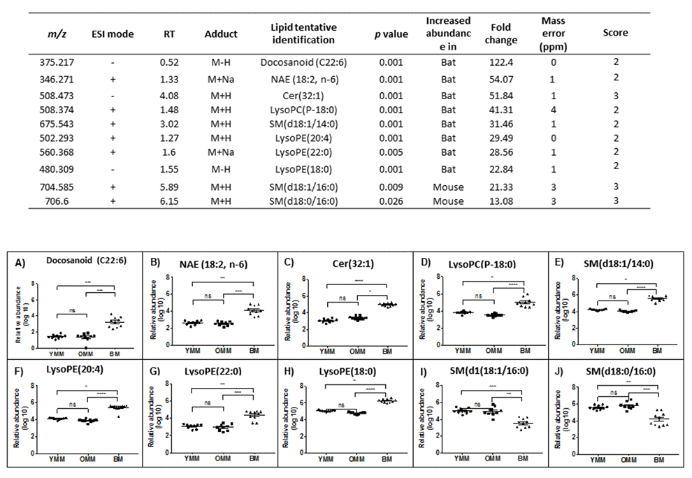 The ten most different lipid abundance scores in our comparison between bat and mouse skeletal muscle mitochondrial lipidomes. m/z – mass charge ratio, ESI mode – electrospray ionisation mode, RT – run time. Confidence scores calculated as per Sumner et al., 2007 [51]. YMM – Young Mouse Muscle, OMM – Old Mouse Muscle, BM – Bat Muscle. Cer – Ceramide, NAE- n-acylethanolamine, SM – Sphingomyelin, Lyso PE – Lyso-phosphatidylethanolamine and Lyso PC - Lysophosphatidycholine. Ns p>0.05, * p