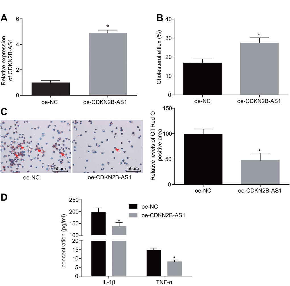 CDKN2B-AS1 suppresses atherosclerotic inflammatory response and promotes cholesterol efflux. (A) the infection efficiency of lentiviral vector expressing oe-CDKN2B-AS1; (B) liquid scintillation counter was used to detect the cholesterol efflux of each group; (C) oil red O staining was used to detect the intracellular lipid accumulation of each group (× 200), the red arrows indicate intracellular lipid particles after staining; (D) ELISA was used to detect the levels of IL-1β and TNF-ɑ in each group; * p vs. the oe-NC group; the measurement data were expressed in the form of mean ± standard deviation and analyzed by unpaired t-test, the experiment was repeated 3 times; NC, negative control; ELISA, enzyme linked immunosorbent assay; TNF, tumor necrosis factor; IL, interleukin; CDKN, cell-dependent kinase inhibitor.